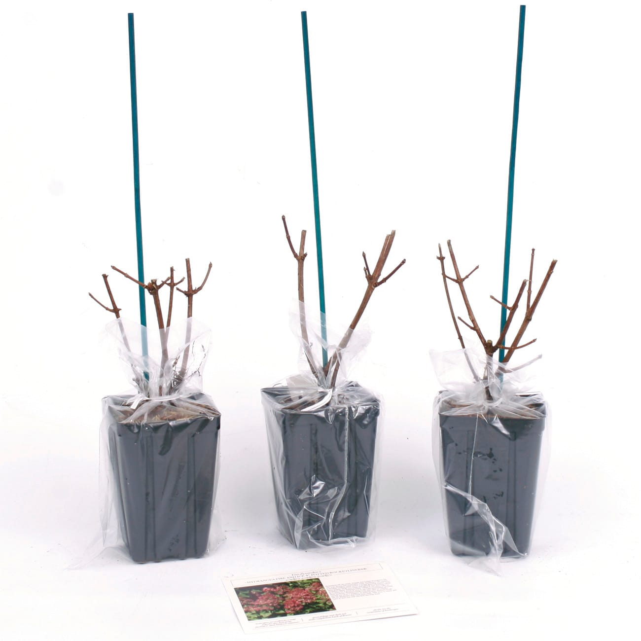 Van Zyverden 82922 Plant-Bulbs - View #7