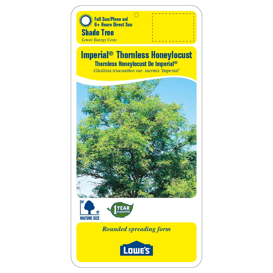 5.98-Gallon Green Shade Tree Imperial Thornless Honeylocust In Pot ...