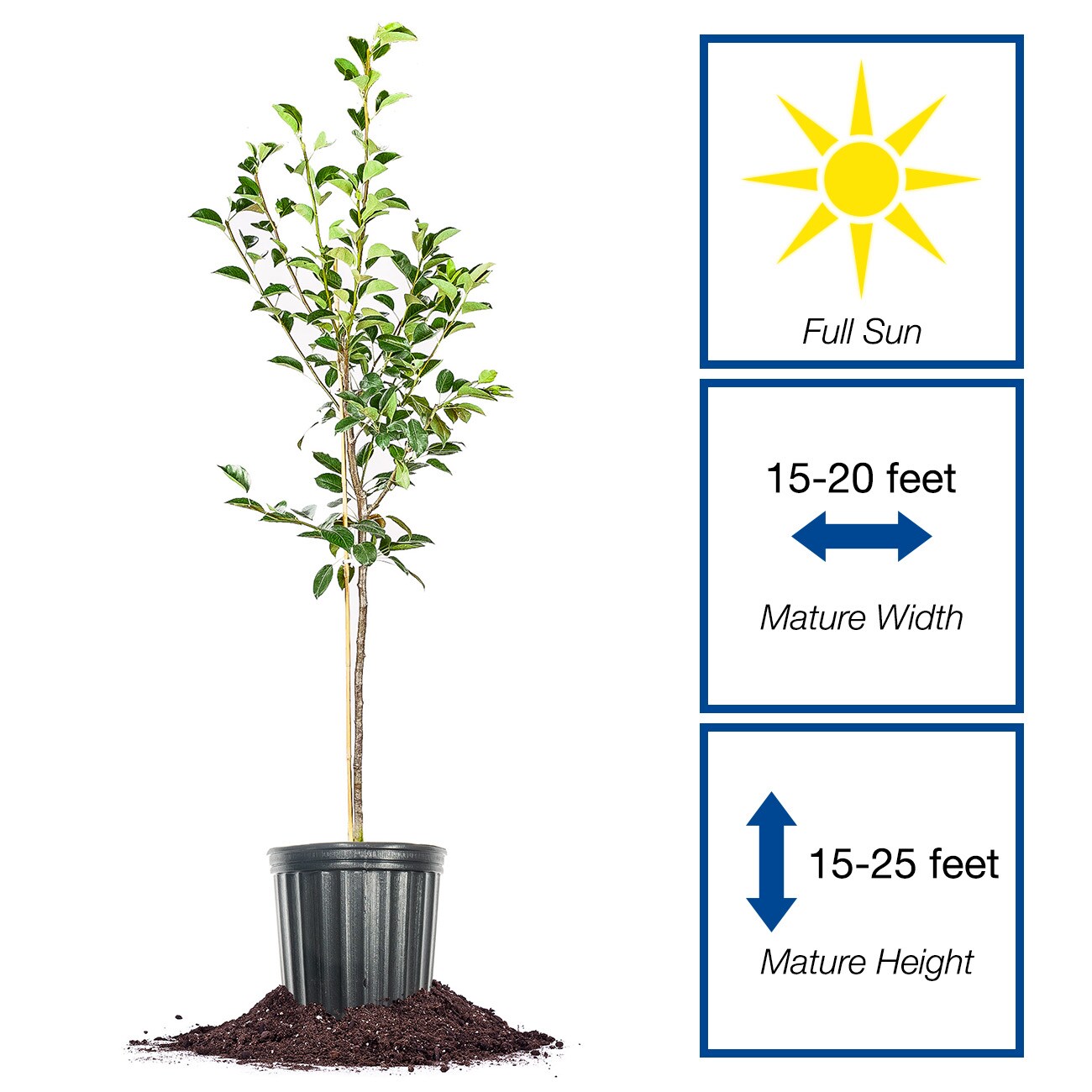 Perfect Plants LOKIEFFERPEAR3G trees - View #2