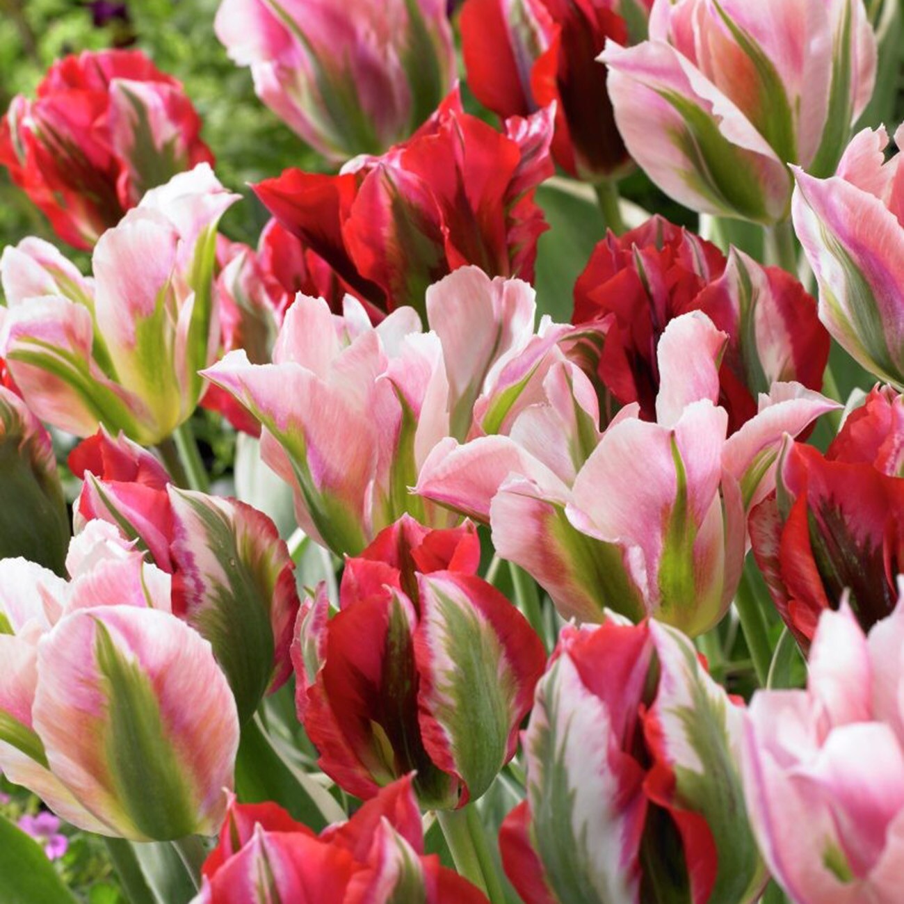 Tulips Viridiflora Esperanto Blend Plants, Bulbs & Seeds at Lowes.com