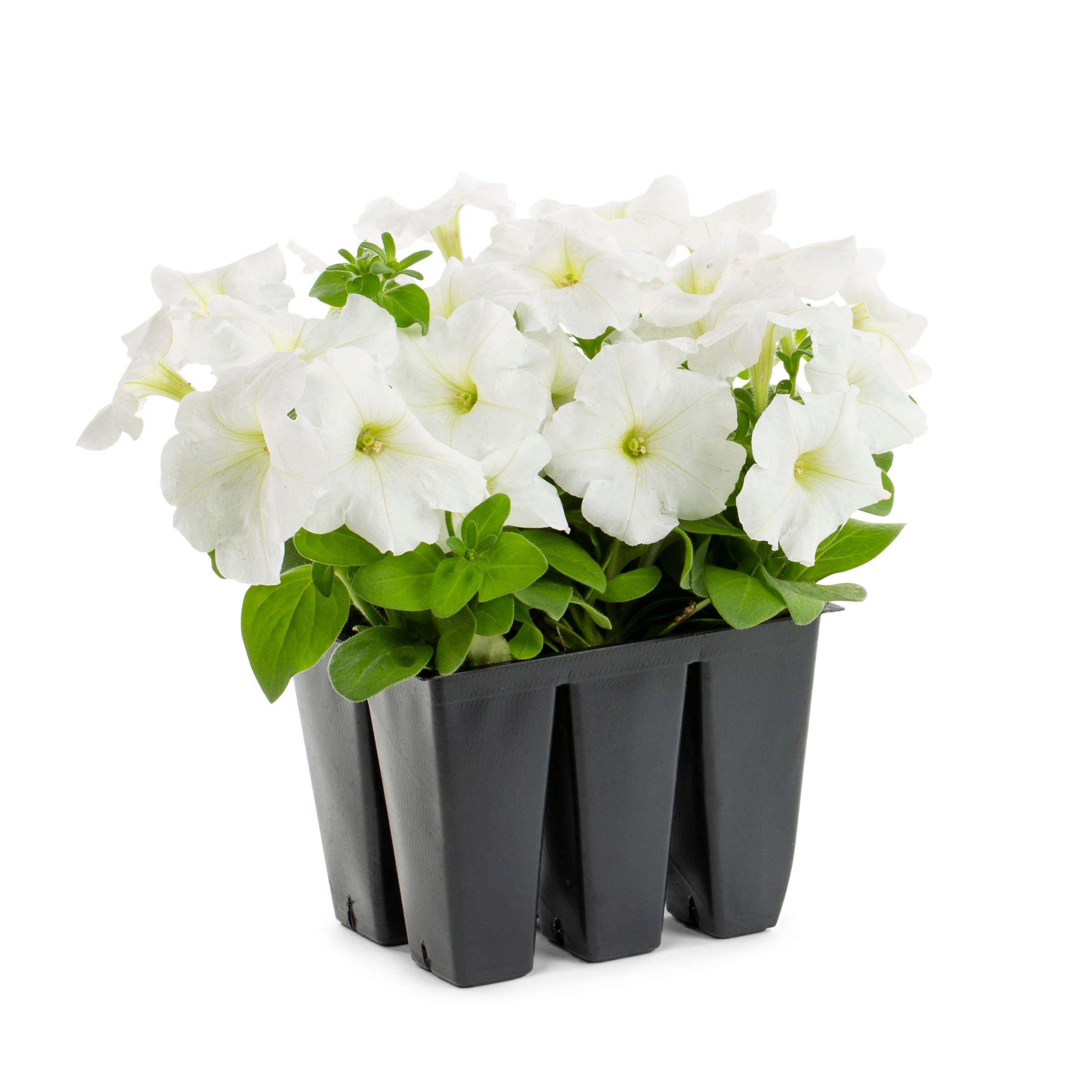 Lowe's NURSERY annuals - View #5