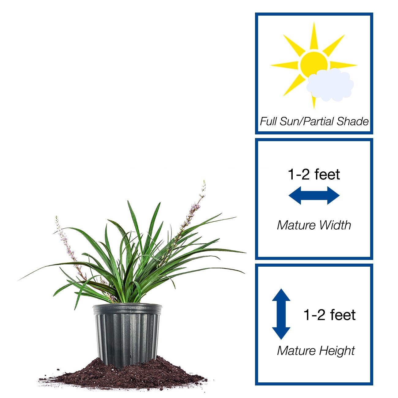 Perfect Plants LOSUPERBLUELIRIOPE1G perennials - View #2