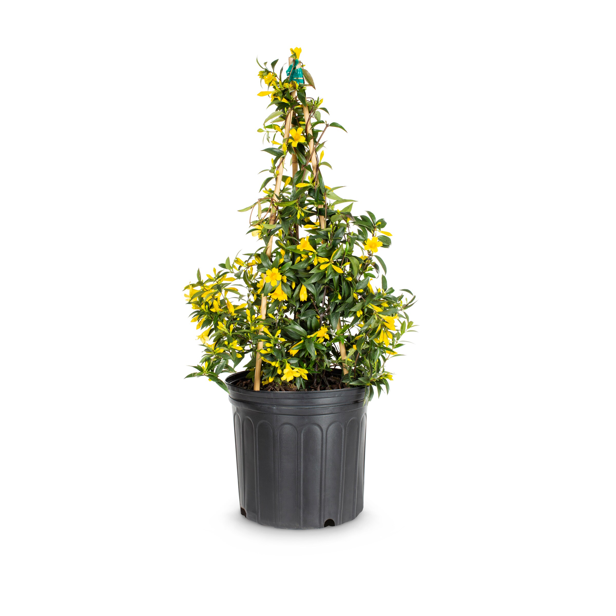  6009710 2 -Gallon Pot Carolina Jessamine L7472