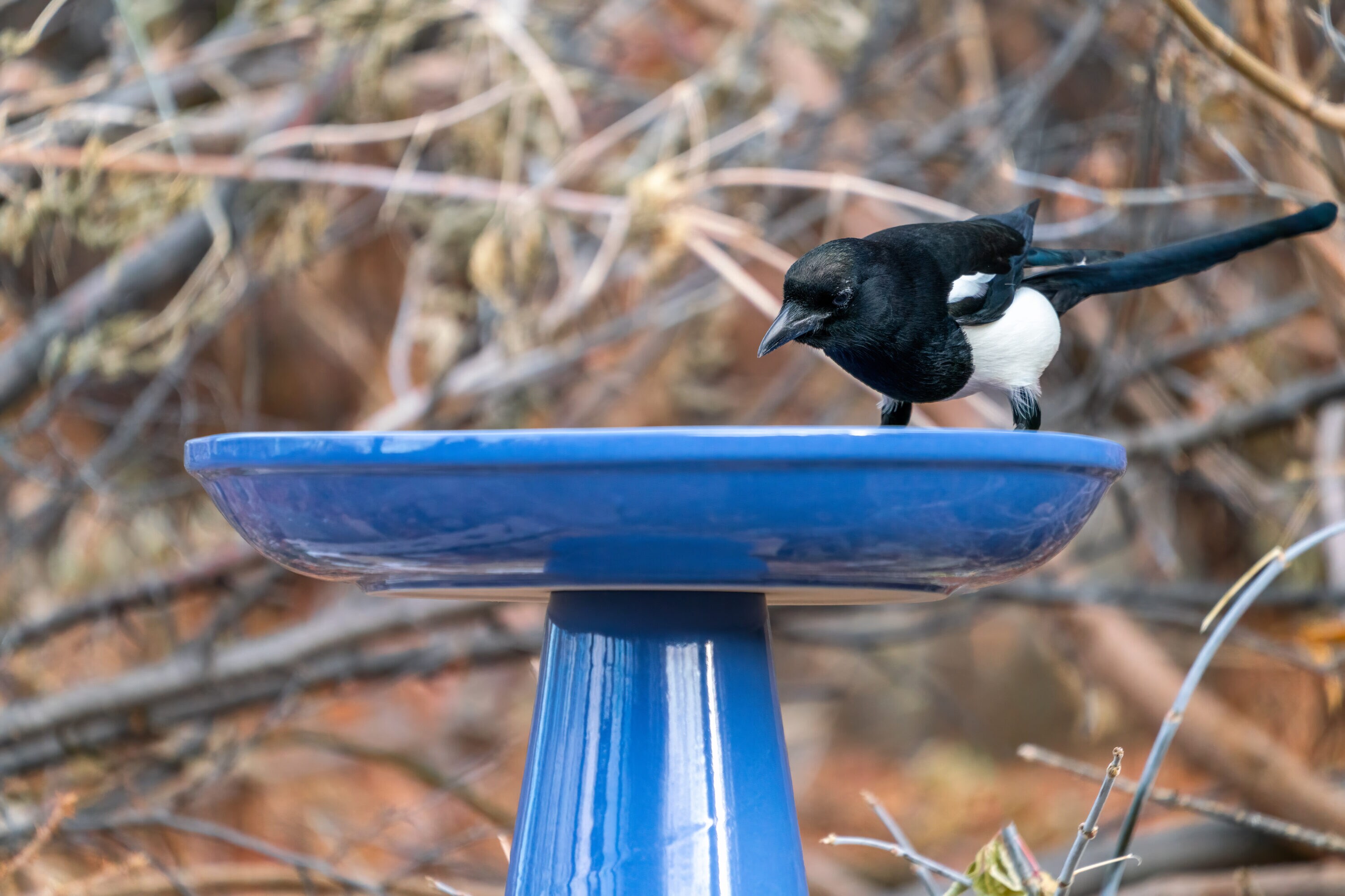 BIRDS CHOICE OS-SUMMERBLUE birdbaths - View #13
