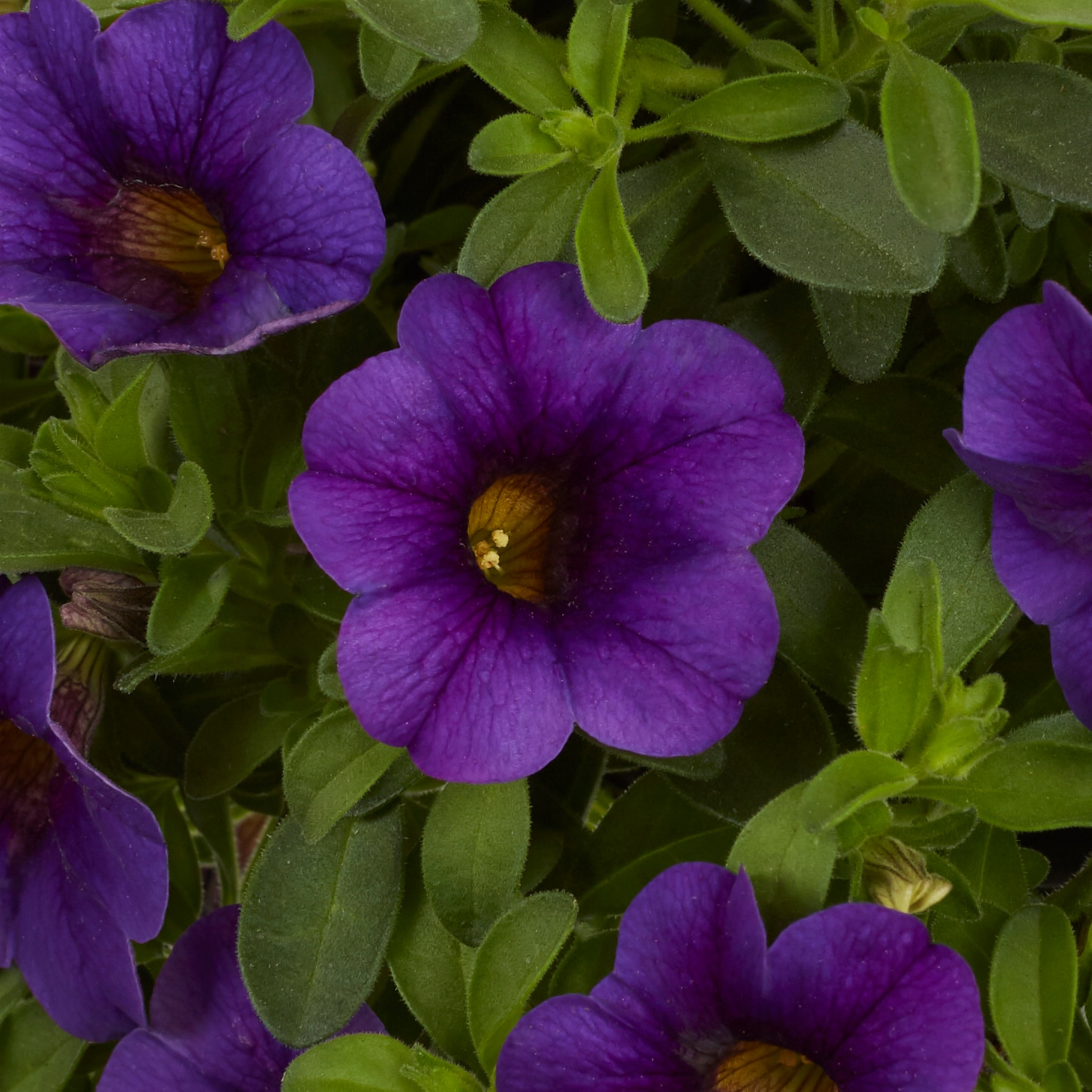 Monrovia 221614 annuals - View #6