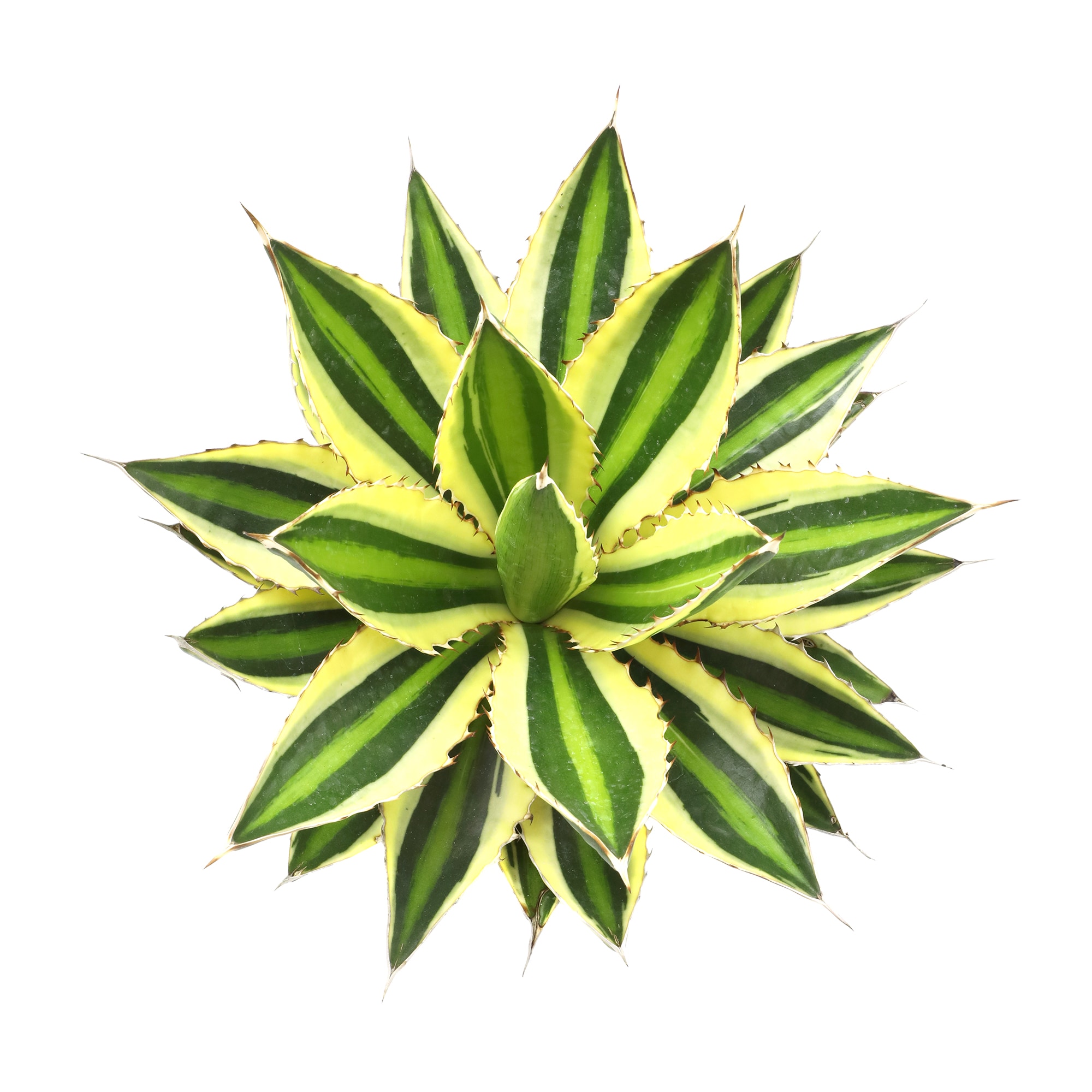 Altman Plants 0872982 Cacti-Succulents - View #2