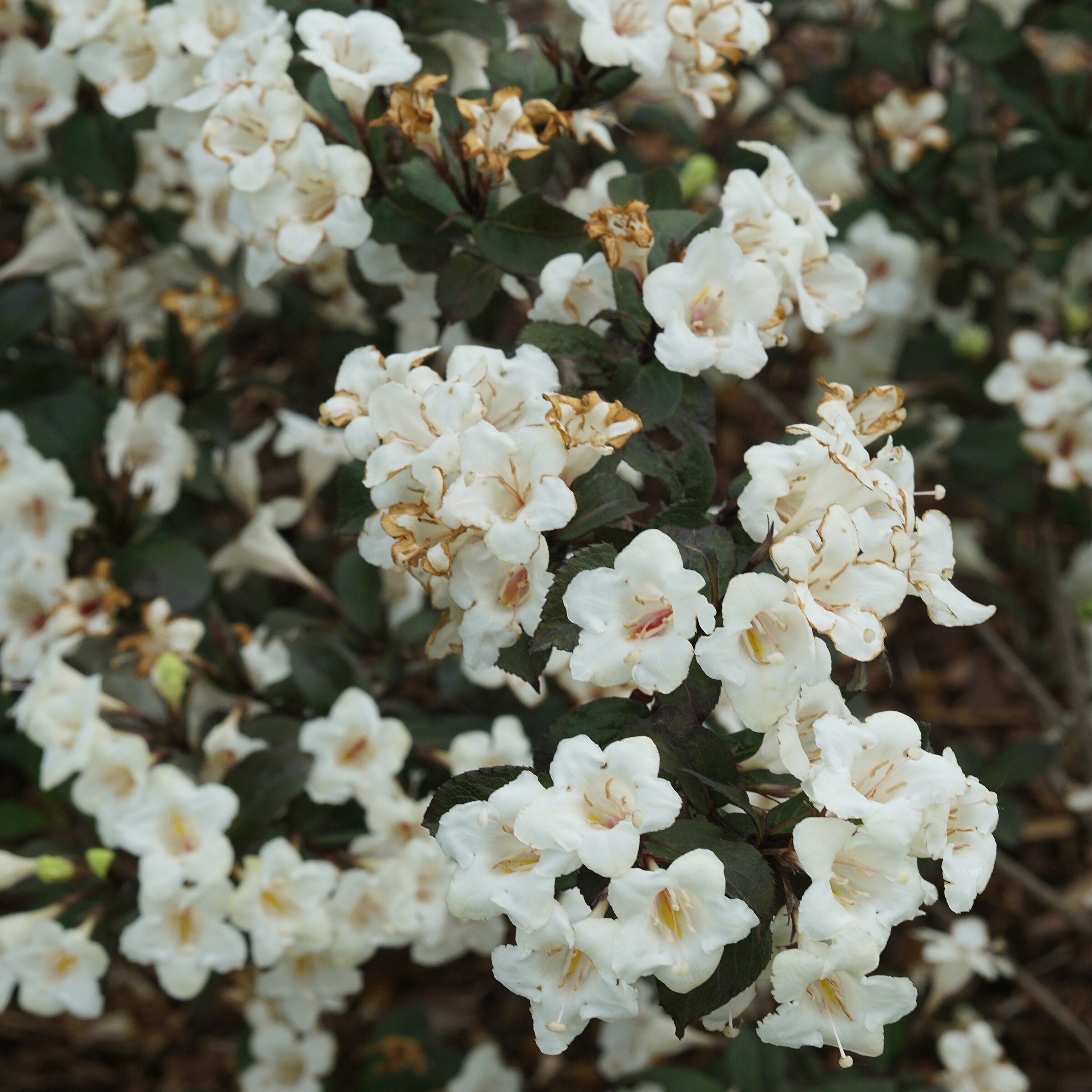 Proven Winner 5334653 shrubs - View #2
