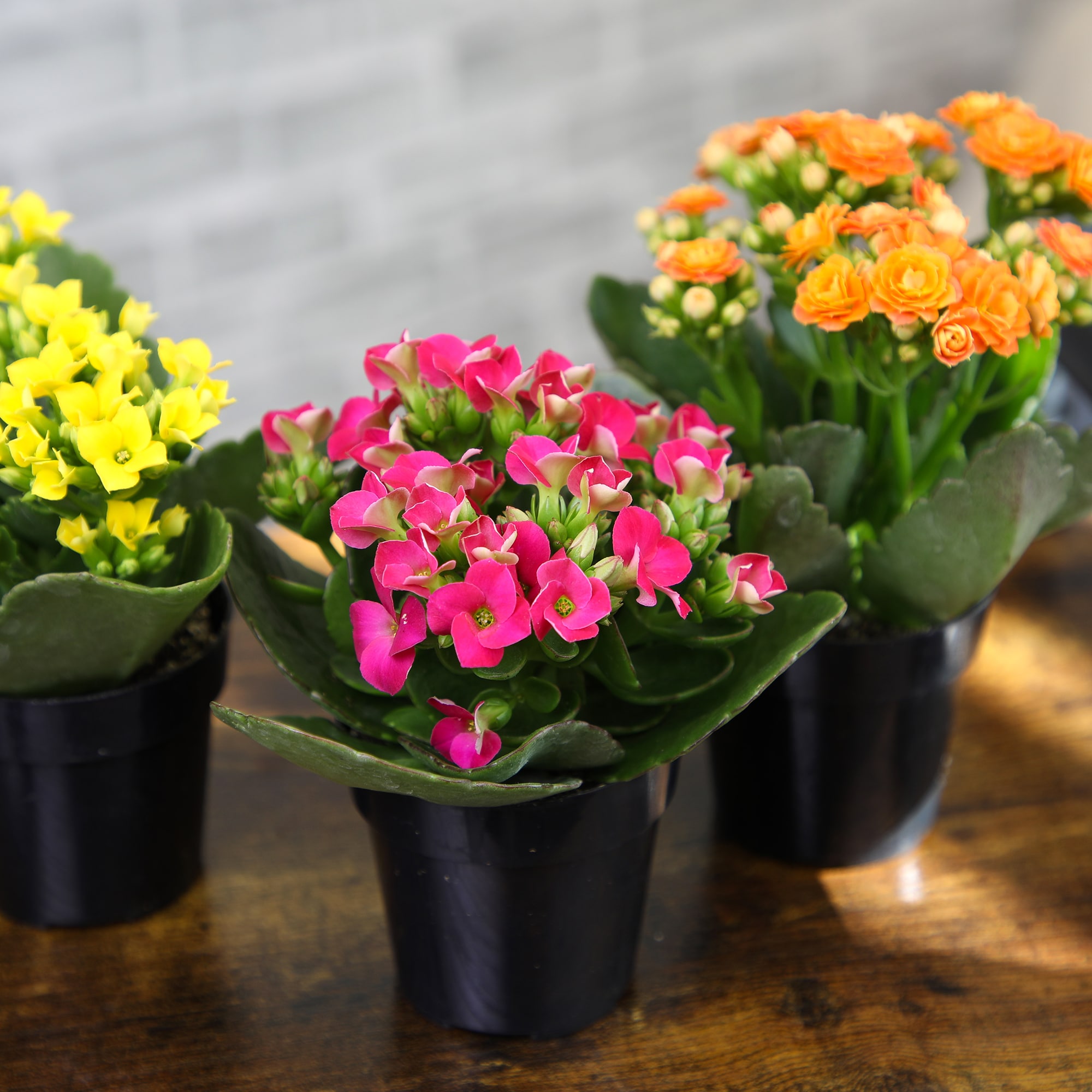 Altman Plants 0872856 Cacti-Succulents - View #2