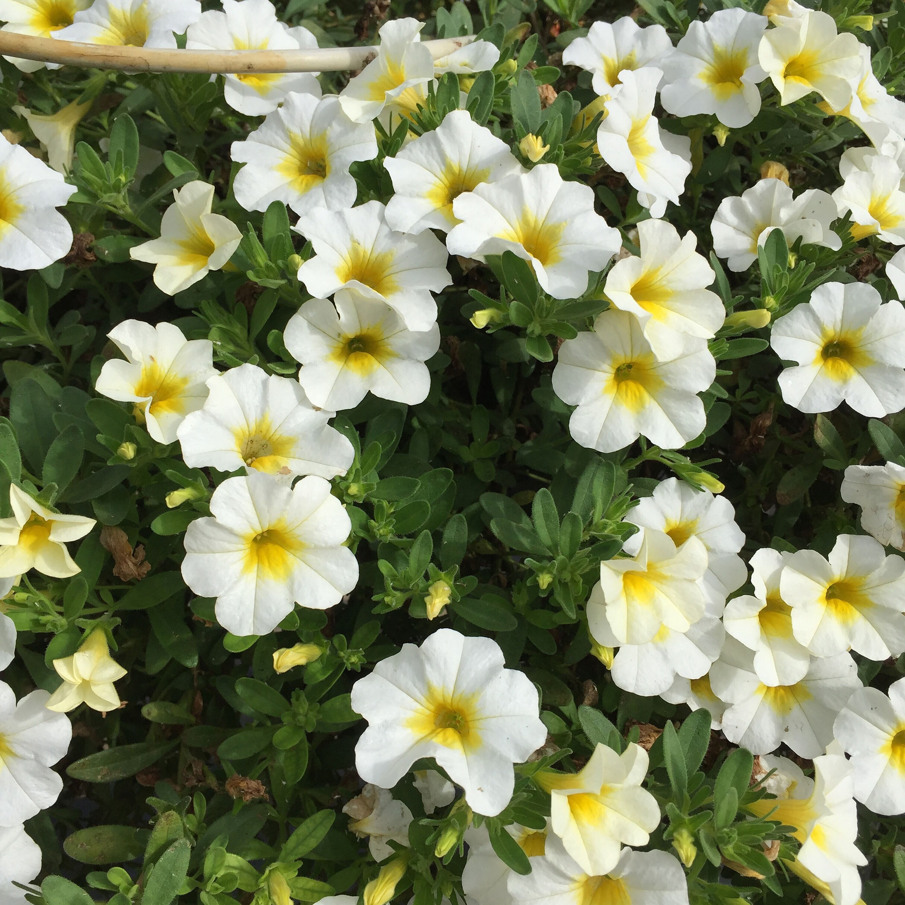 Proven Winners BELPRW1307504 annuals - View #3