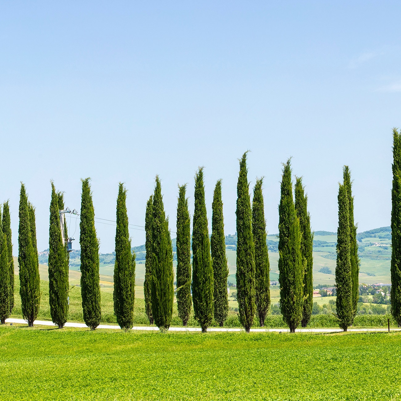 Perfect Plants LOITALIANCYPRES1-2FT trees - View #6