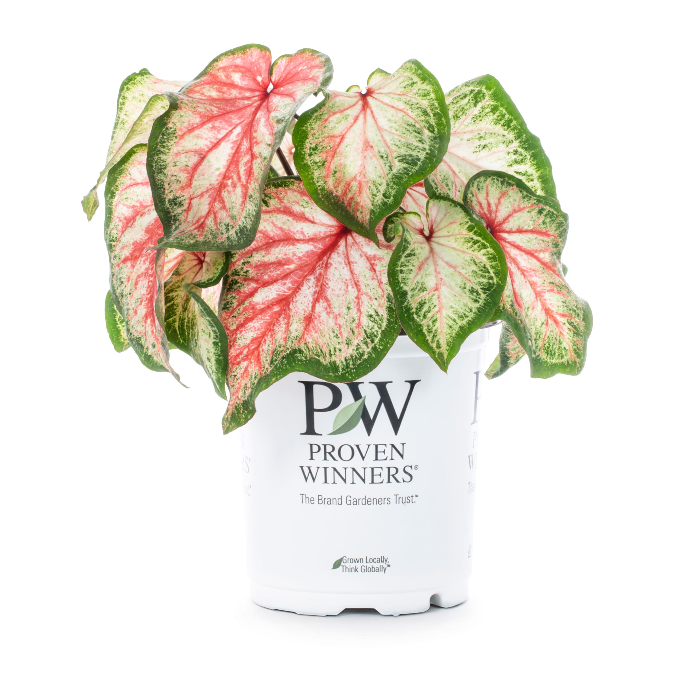 Proven Winners 5199249  Heart to Heart Bold 'N Beautiful Caladium in 2.5 Quart(s) Pot 1 -Pack