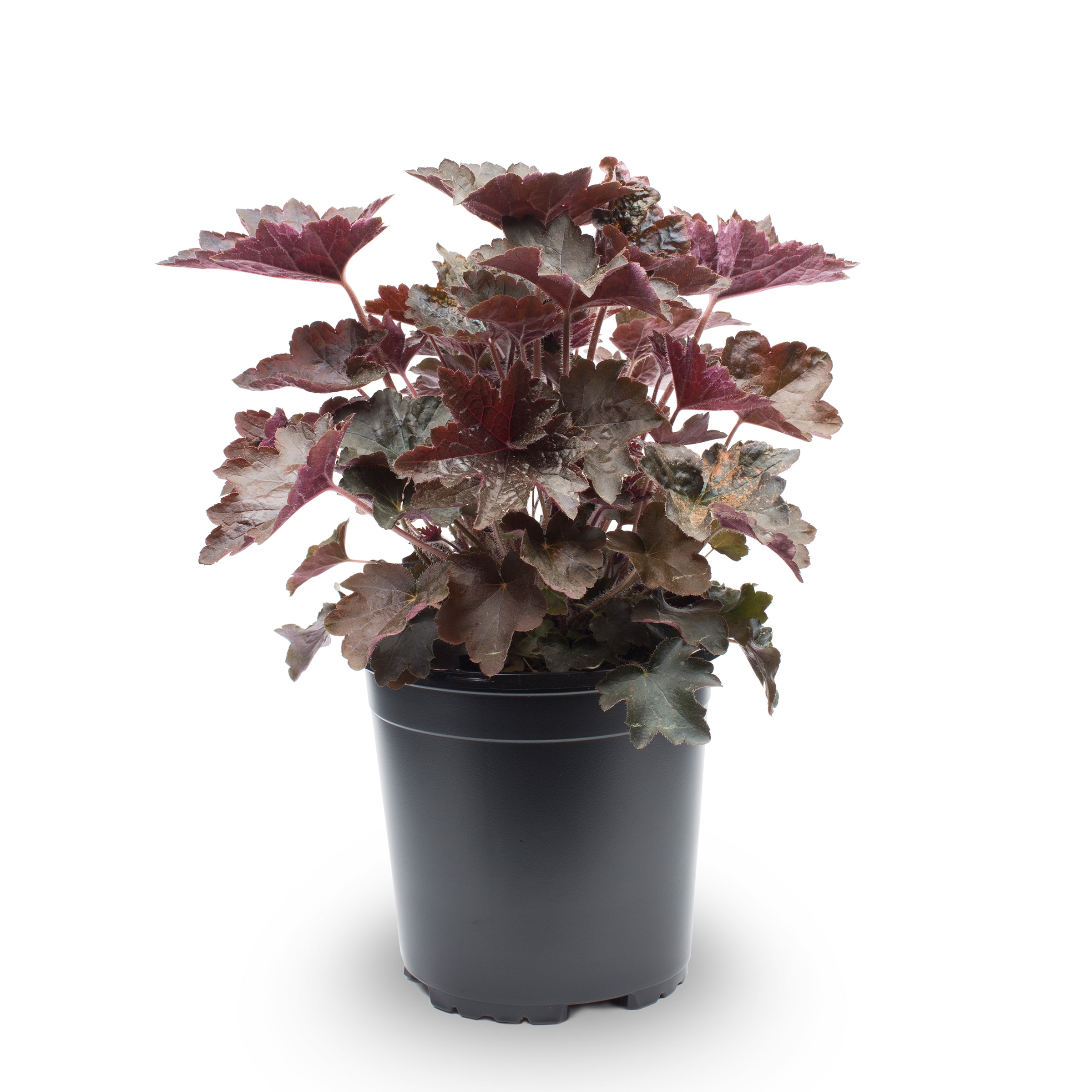 Lowe's 418250 perennials - View #13