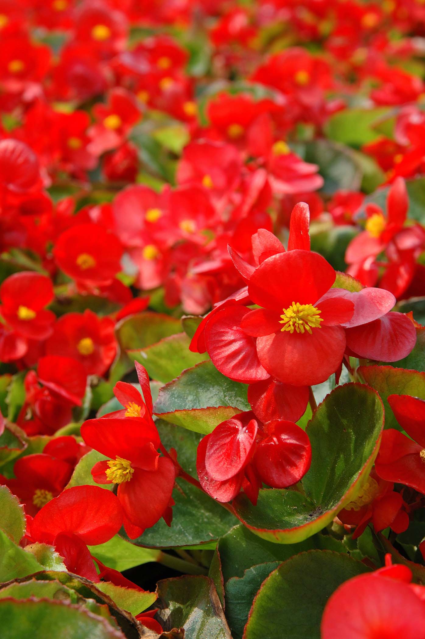 Lowe's Red Begonia in  Pot at 
