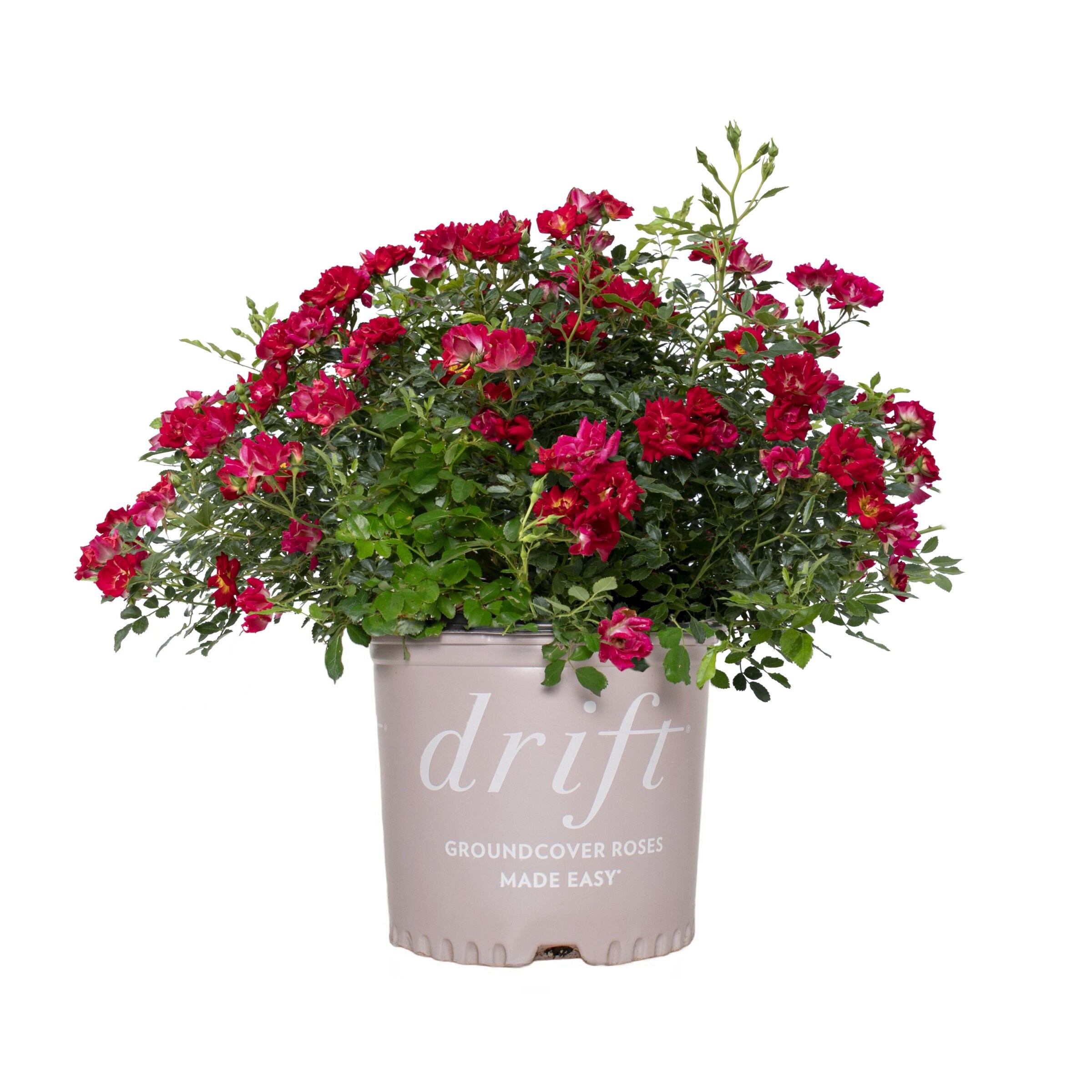 National Plant Network Red Drift Rose Red 3-Gallon in Planter in the ...