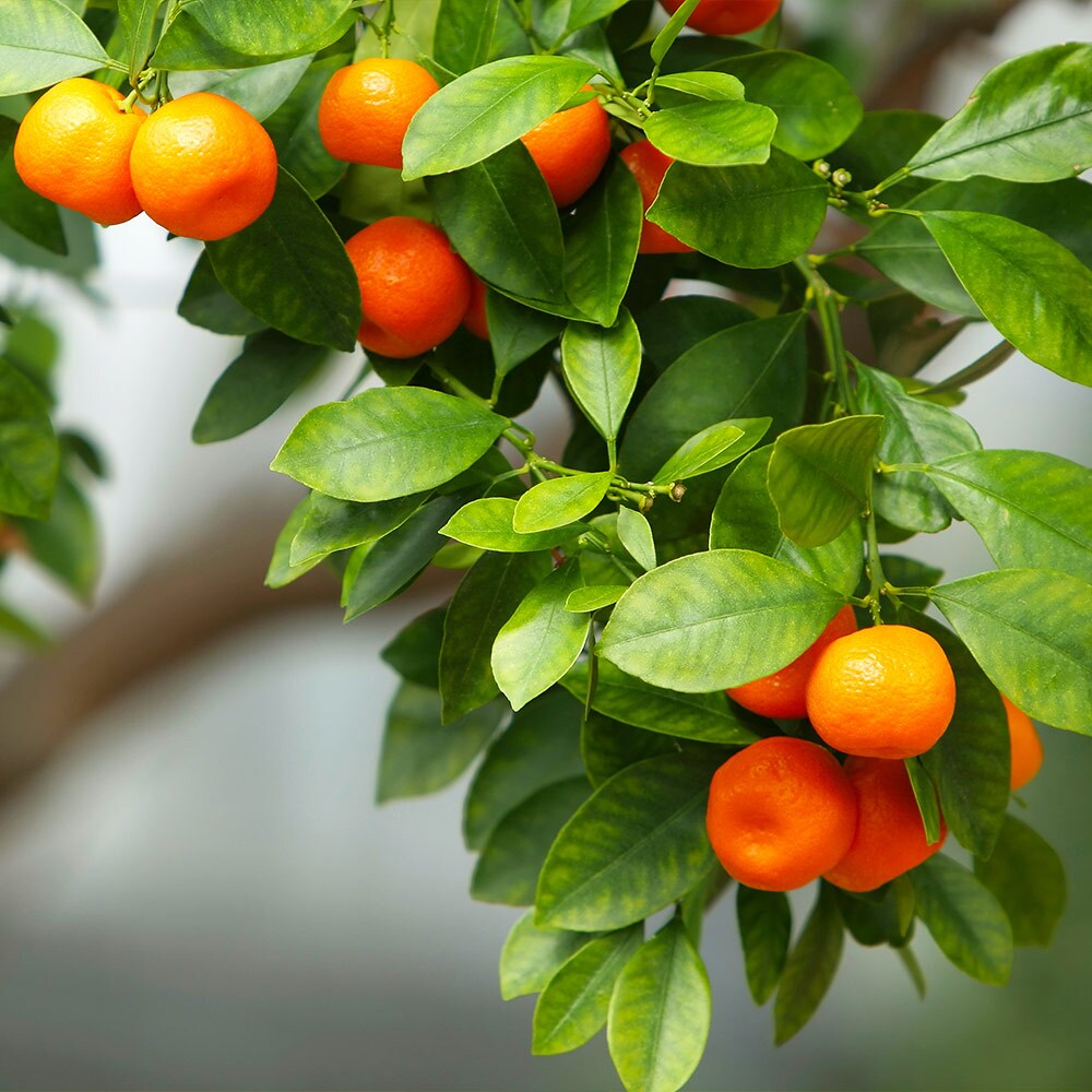 Brighter Blooms 11588 Fruit-Plants - View #2