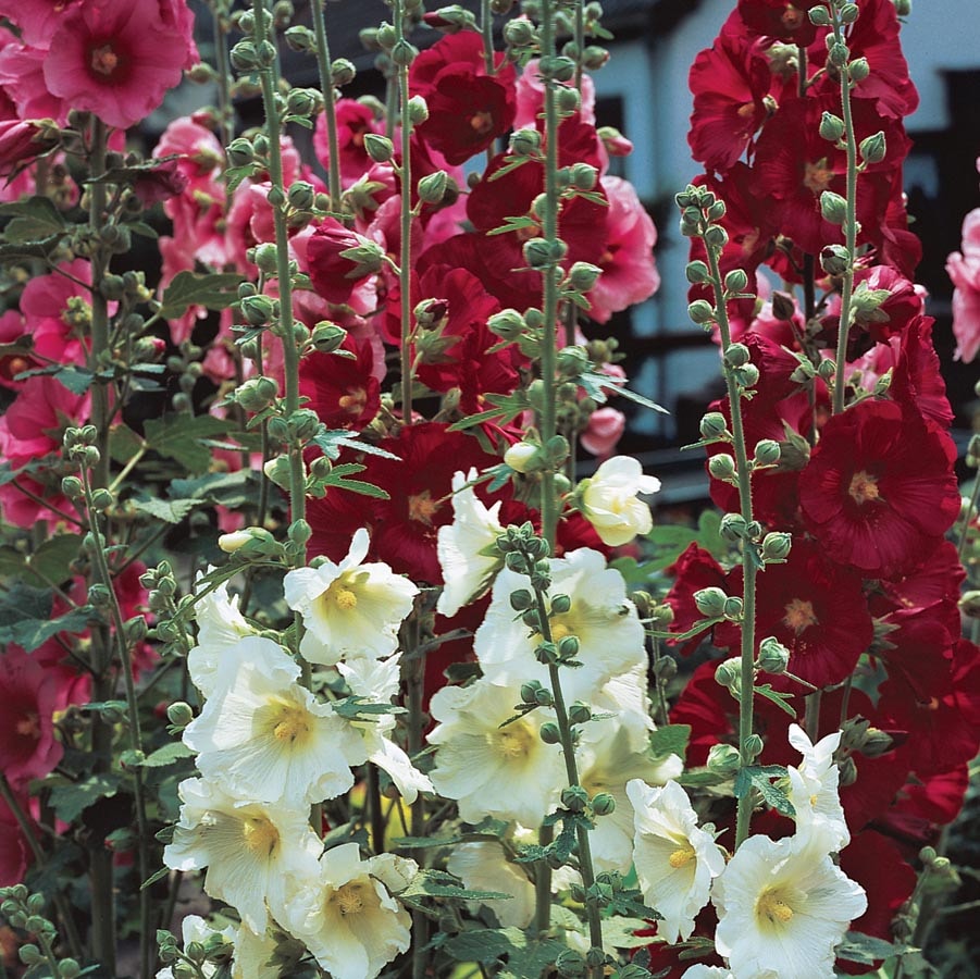 Multicolor Hollyhock Plant in 2-Gallon (s) Pot in the Perennials ...