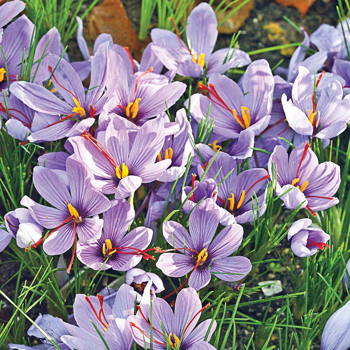 Breck's 70584 Plant-Bulbs - View #4
