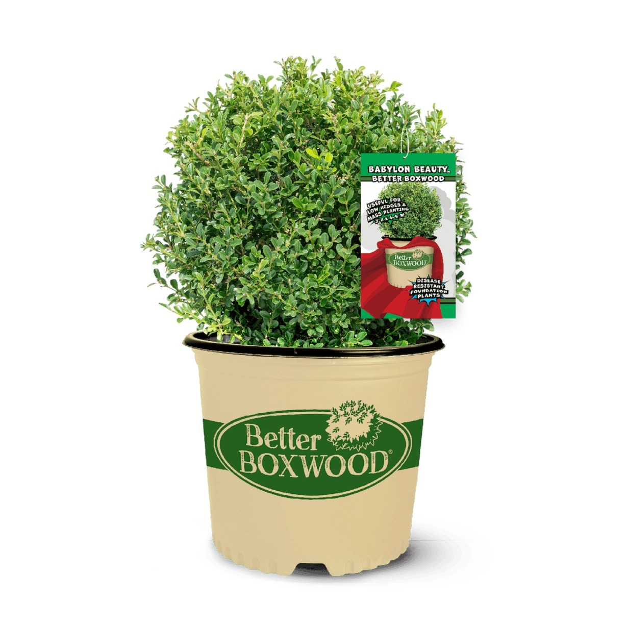 Better BOXWOOD 2.5 -Quart Babylon Beauty Boxwood Foundation/Hedge Shrub 1 -Pack