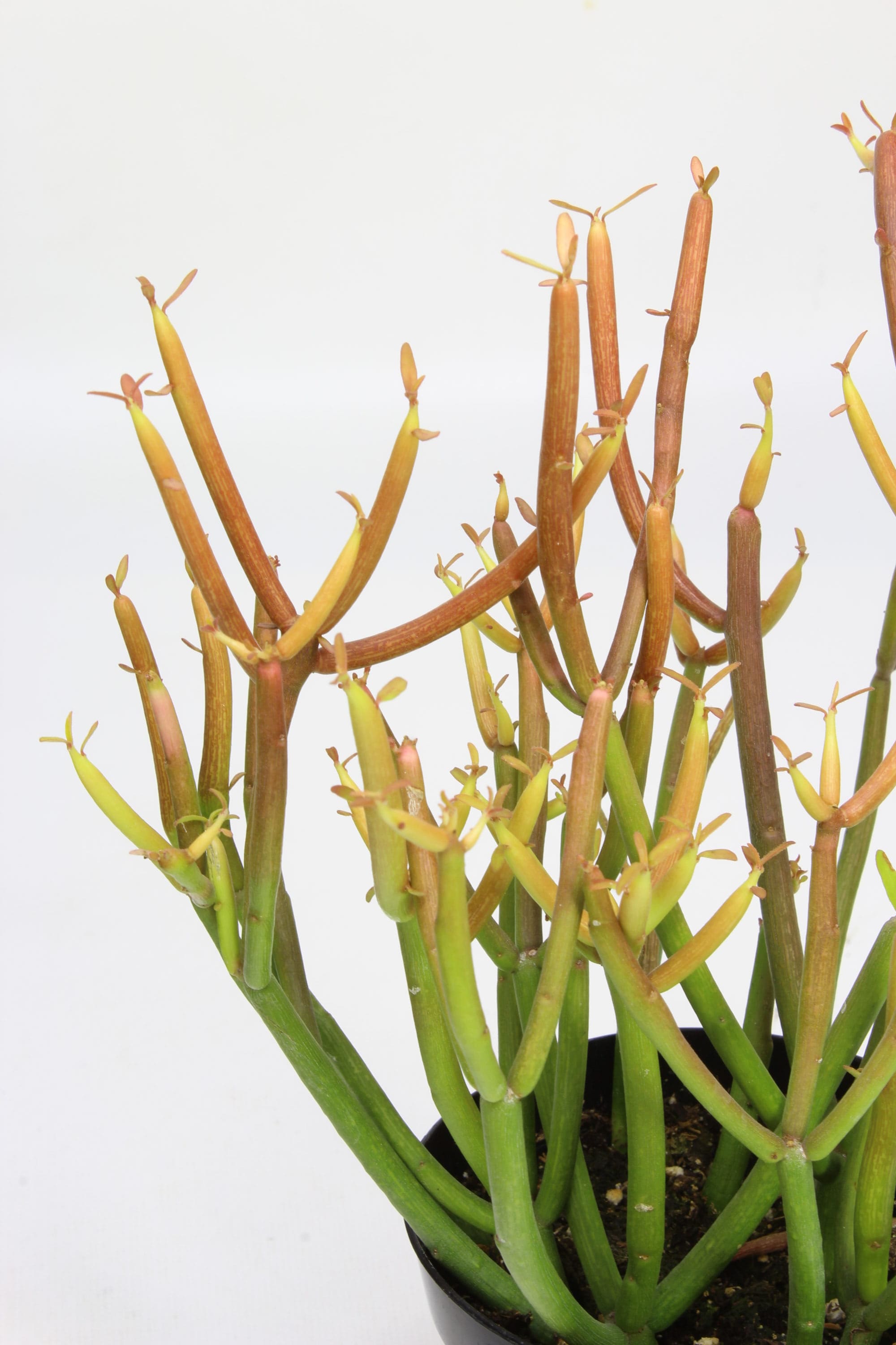 Lowe's NURSERY Cacti-Succulents - View #2