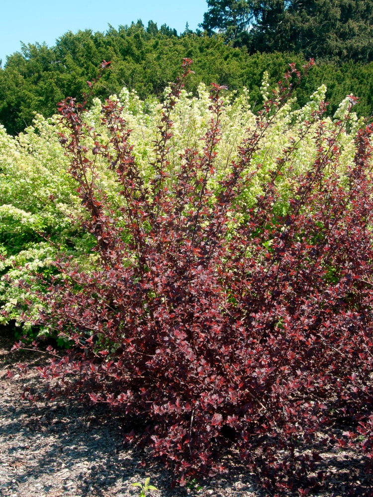Gurney's Seed and Nursery 90053 shrubs - View #3