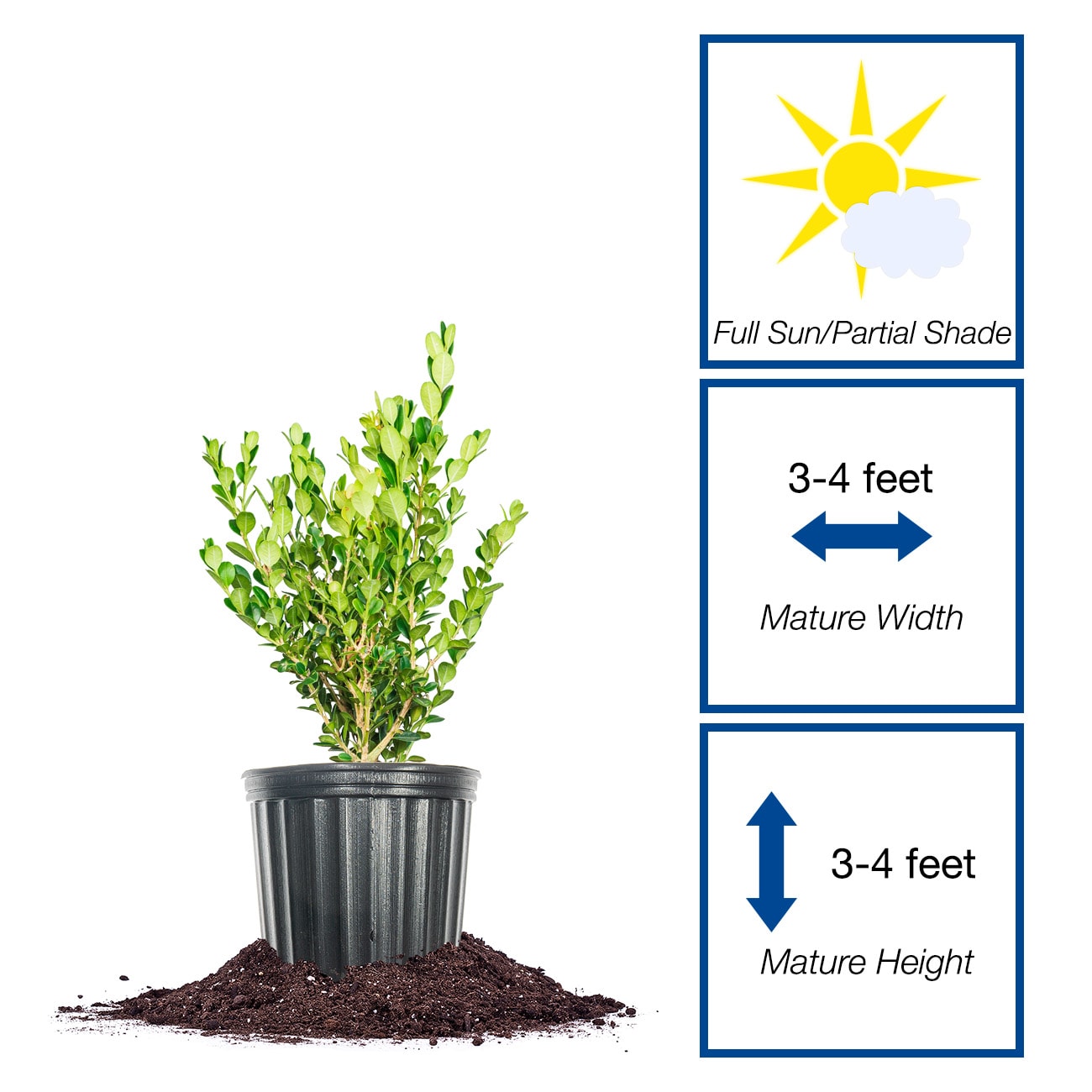 Perfect Plants LOWINTERGEMBOXWOOD3G shrubs - View #2