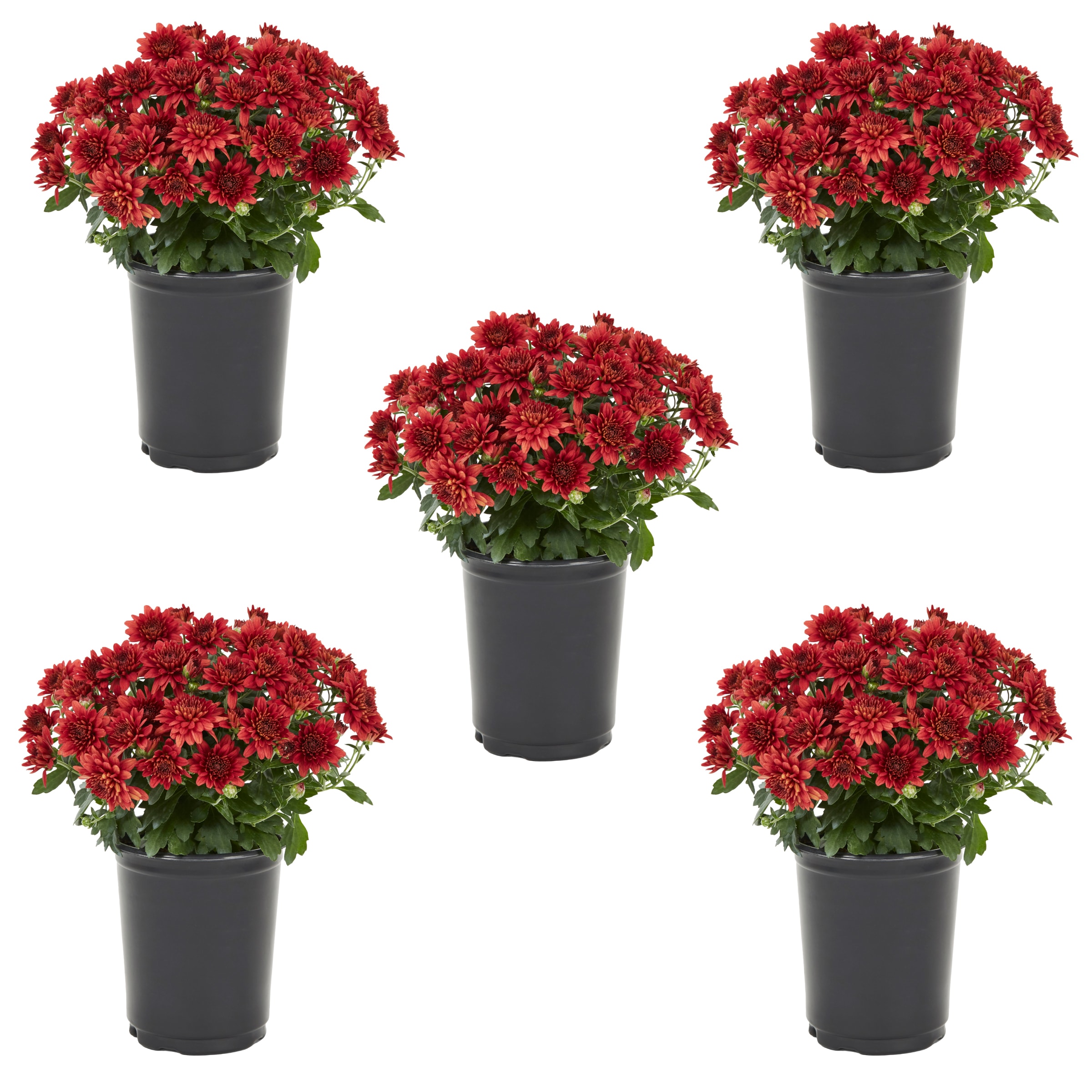 Red Mum in 1-Quart Pot 5-Pack | - Metrolina Greenhouses 4375