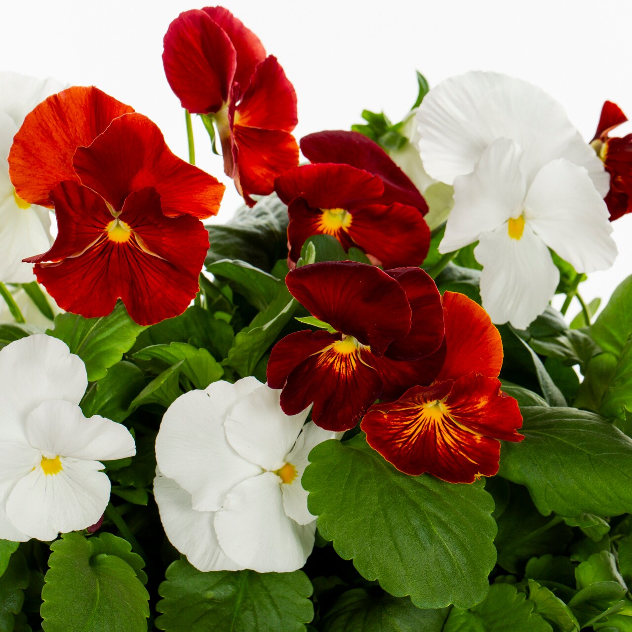  5460145 annuals - View #2