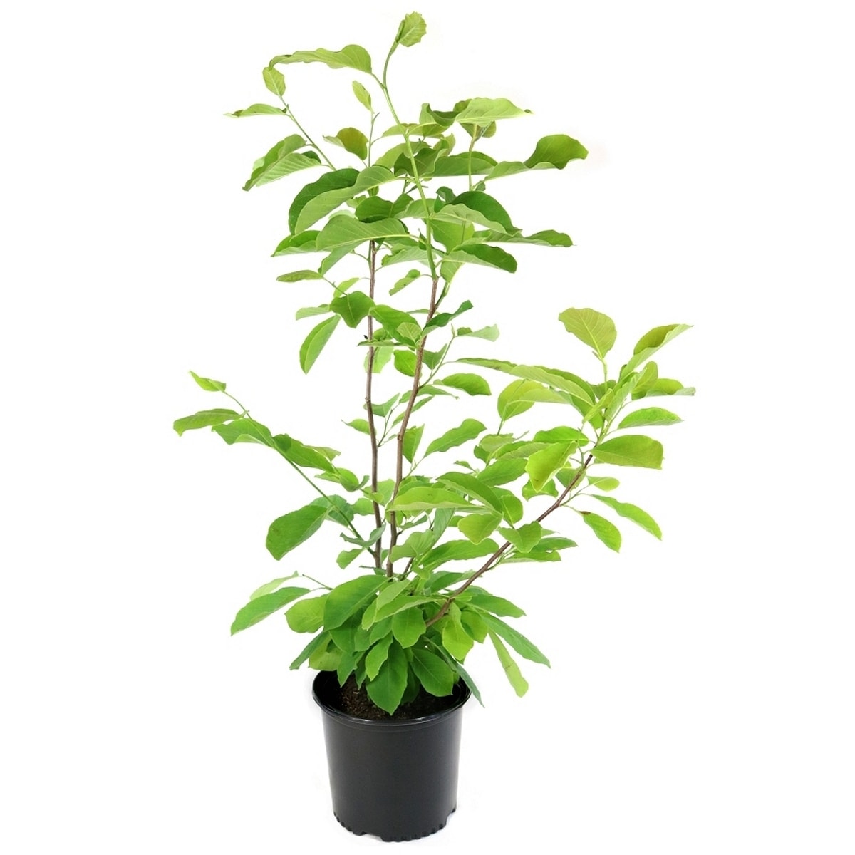 National Plant Network LW1440 trees - View #4