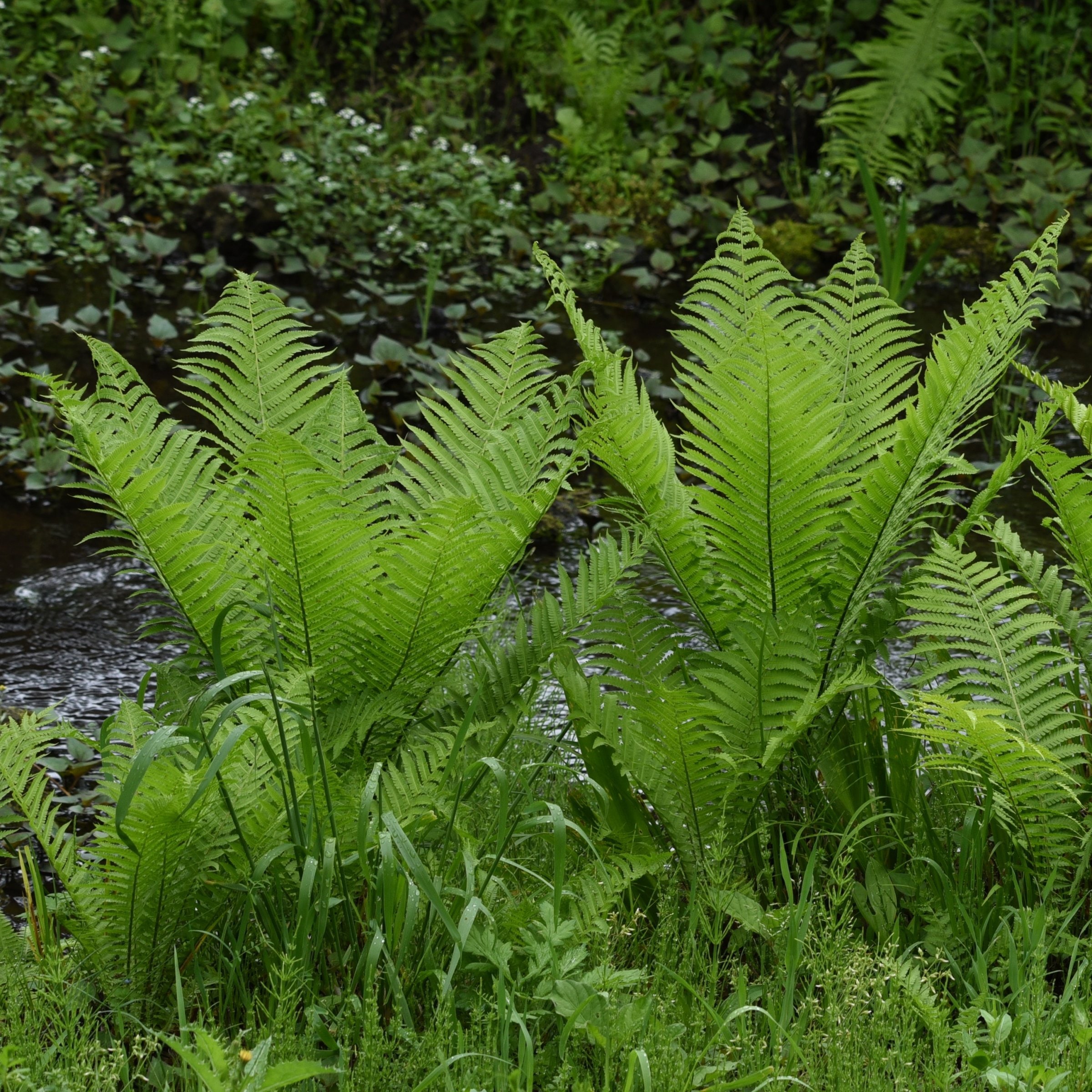 National Plant Network LW2238 perennials - View #7