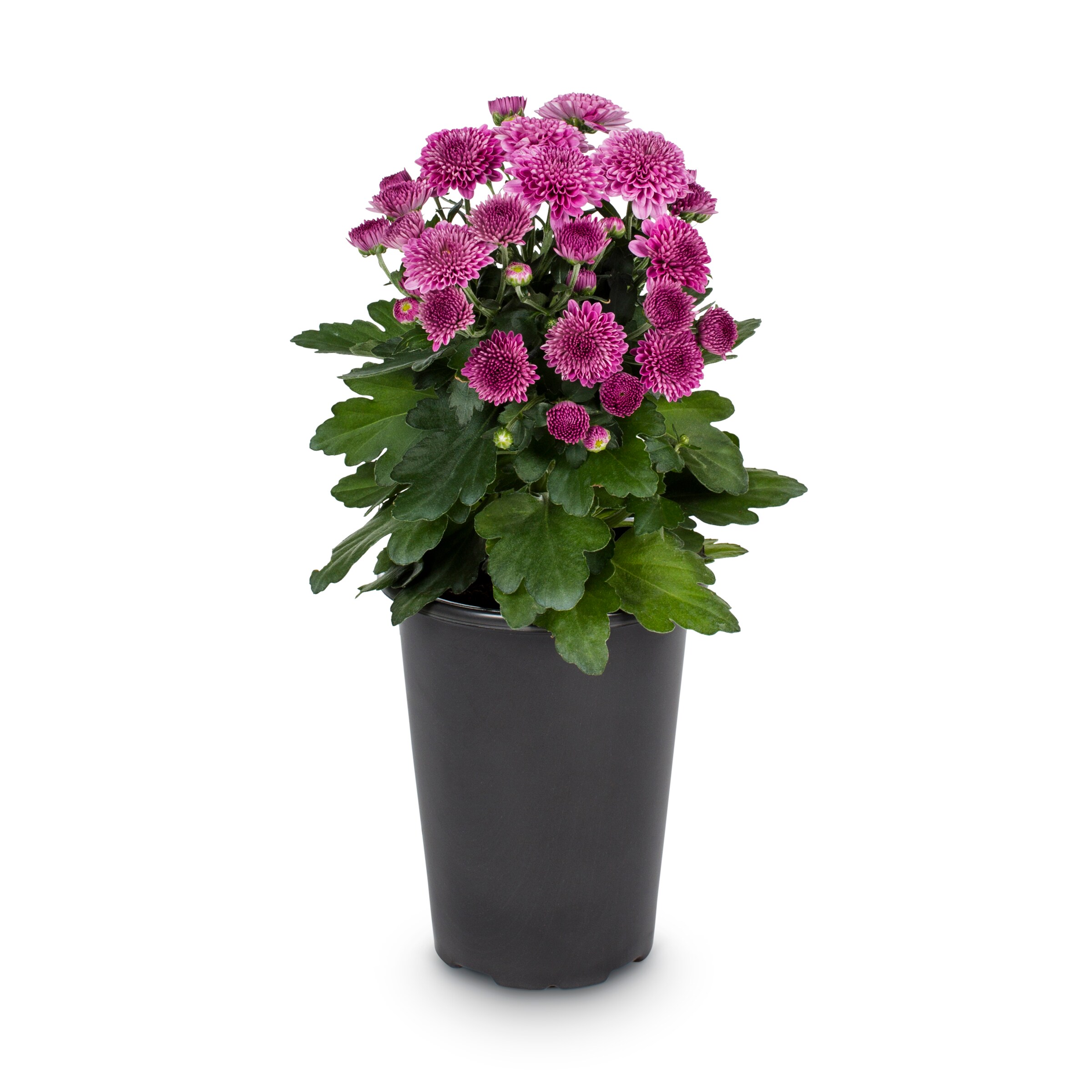 Lowe's N/A annuals - View #2