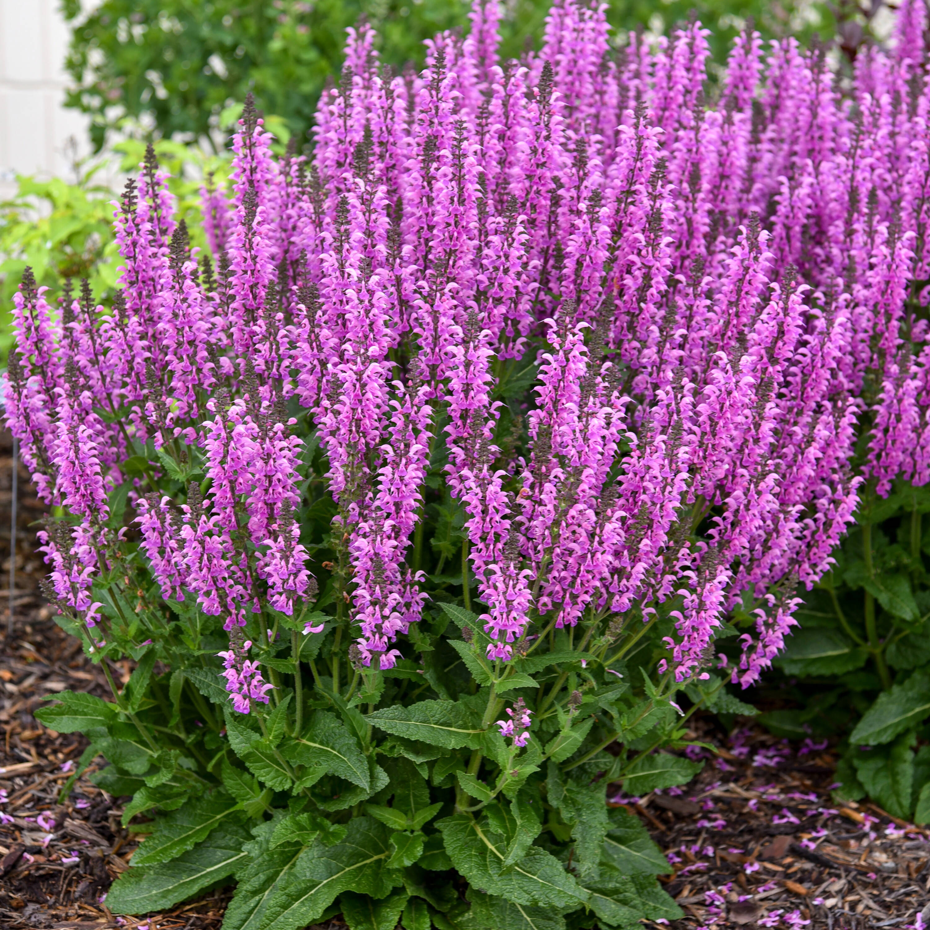 Proven Winners SALPWP1276102 Pink Color Spires 'Back to the Fuchsia' Salvia Plant in 1 -Gallon Pot 1.0 -Pack