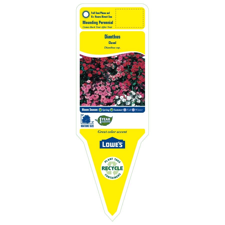 Lowe's NURSERY perennials - View #2