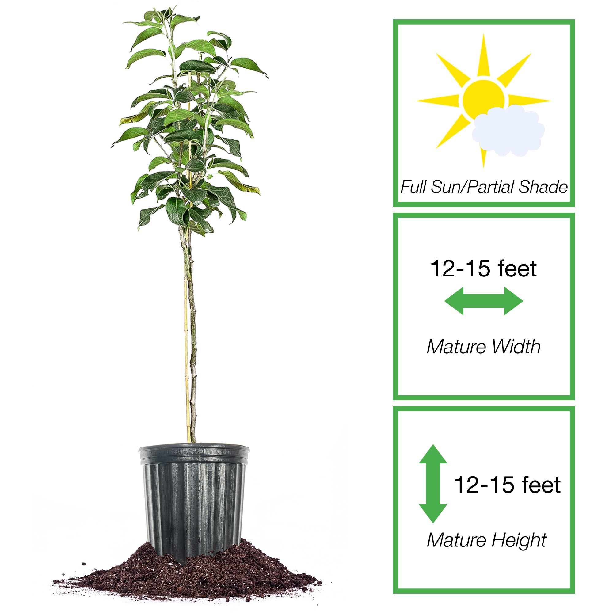 Perfect Plants LOSHINSEIKI5G trees - View #2