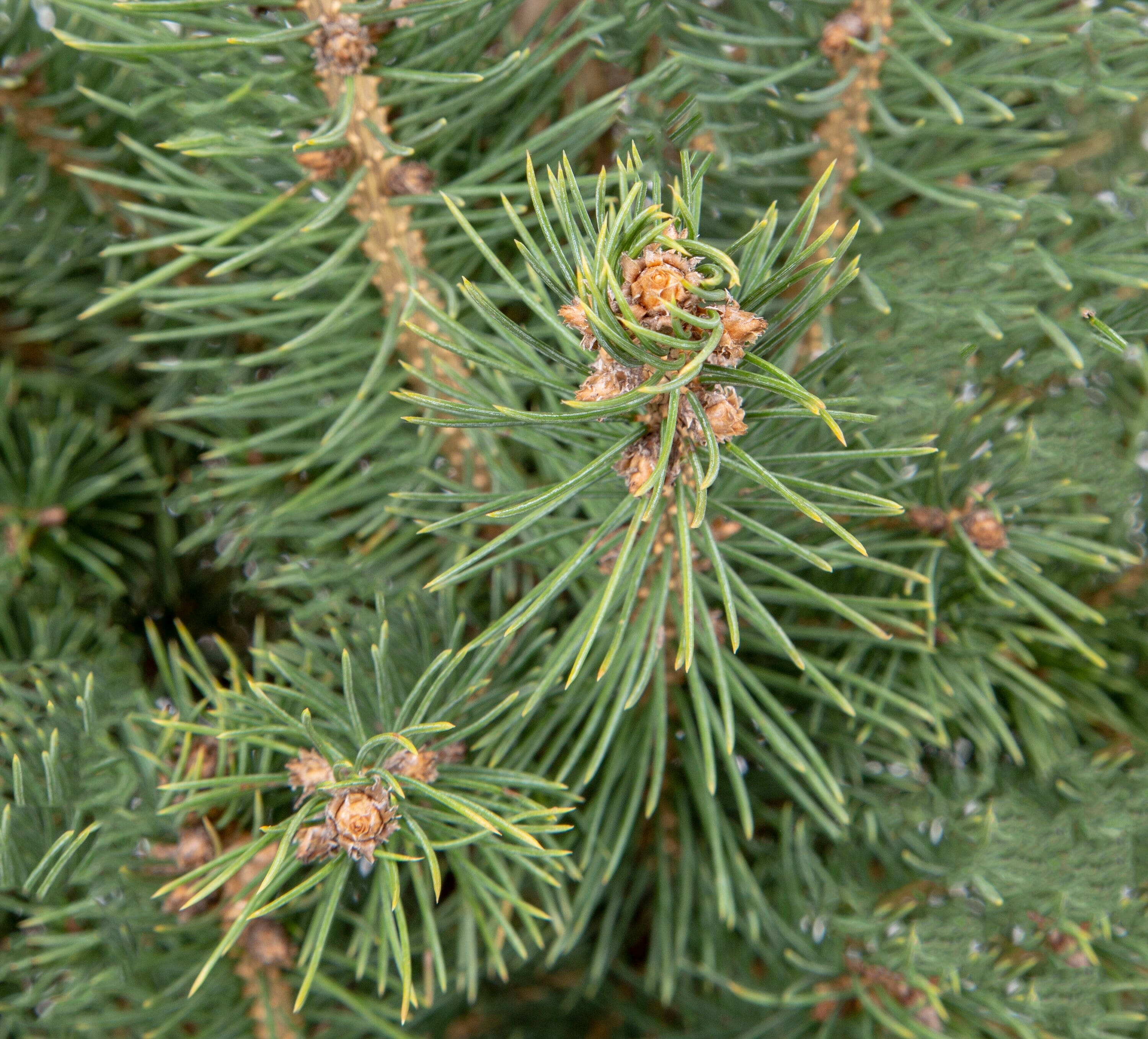 Lowe's Colorado Blue Spruce Screening Shrub in 2.25-Gallon (s) Pot ...