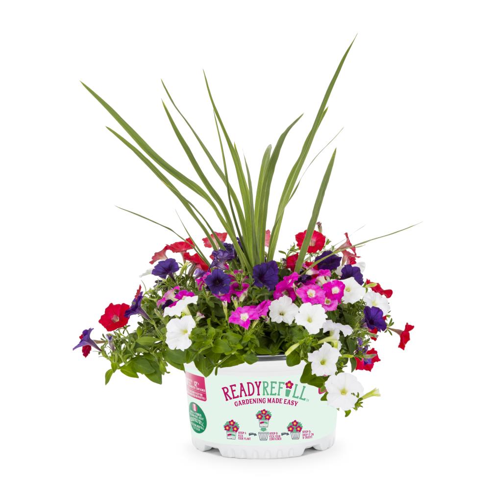 Ready Refill NURSERY Multicolor Mixed Annuals Combinations Pot