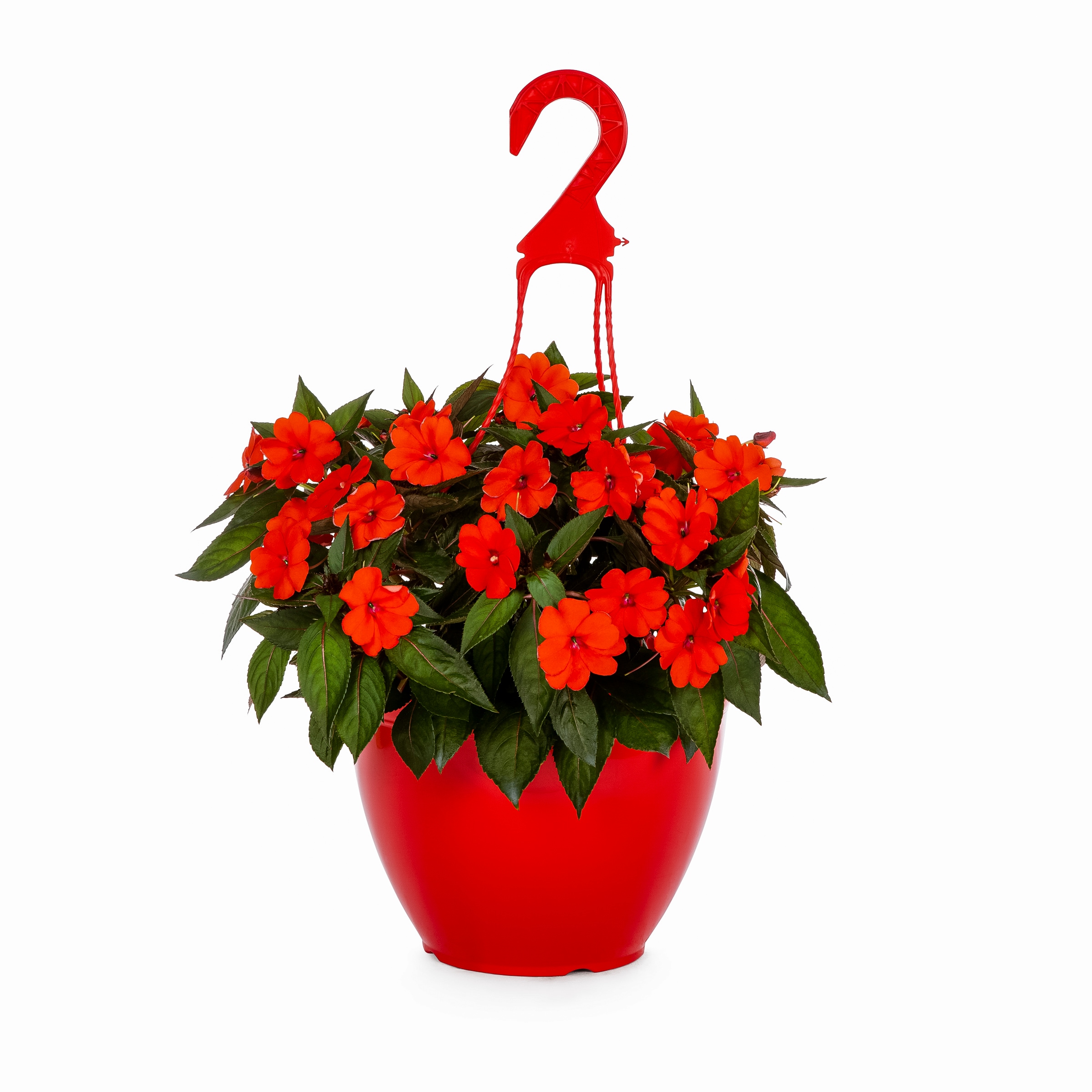 Lowe's NURSERY Multicolor Sunpatien in 1.7 Gallon(s) Hanging basket