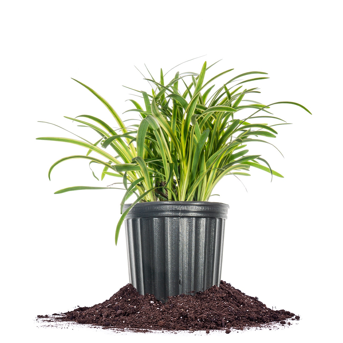Perfect Plants LOVRIEGATEDLIRIOPE1G Purple Variegated Liriope Plant in 1 -Gallon Pot 1.0 -Pack