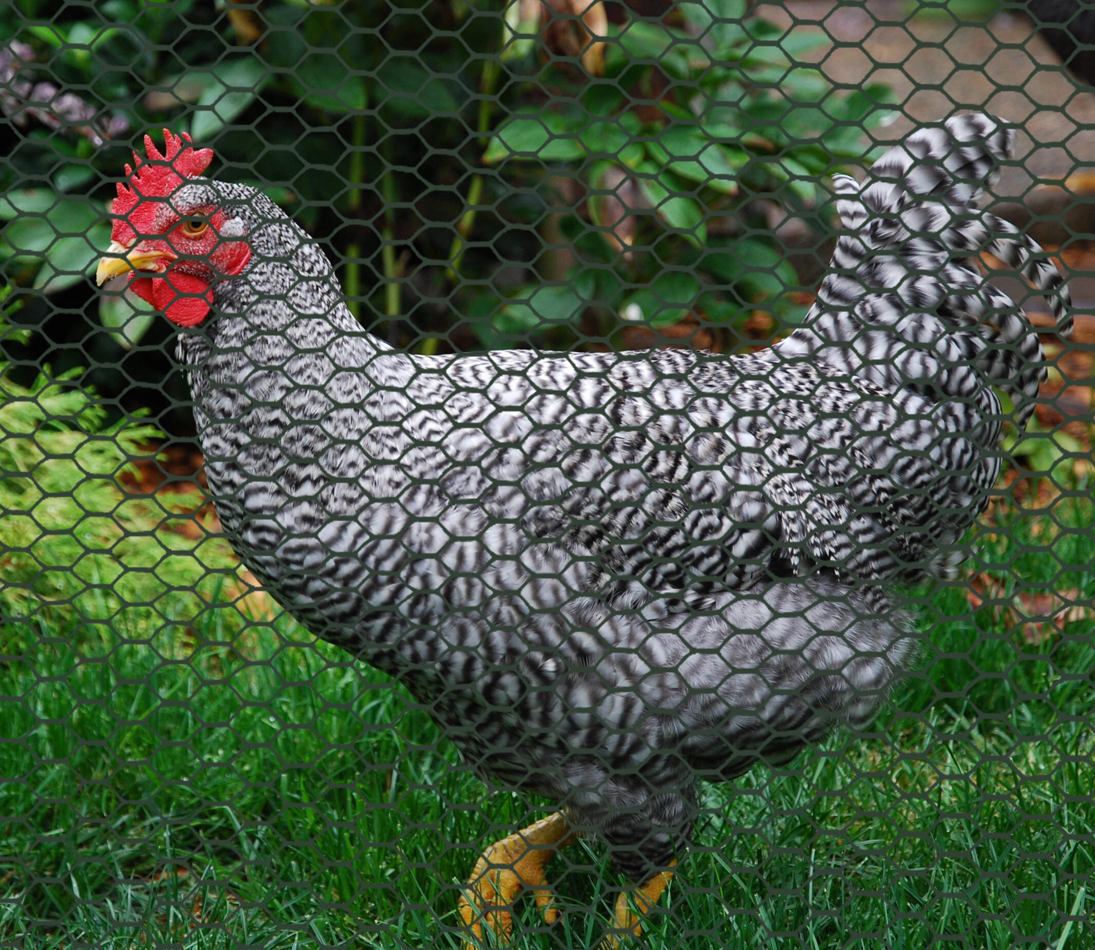2 x 25, Green Garden Fence Boen Poultry hex Netting Plastic Temporary Barrier Chicken Wire Protection Yard 