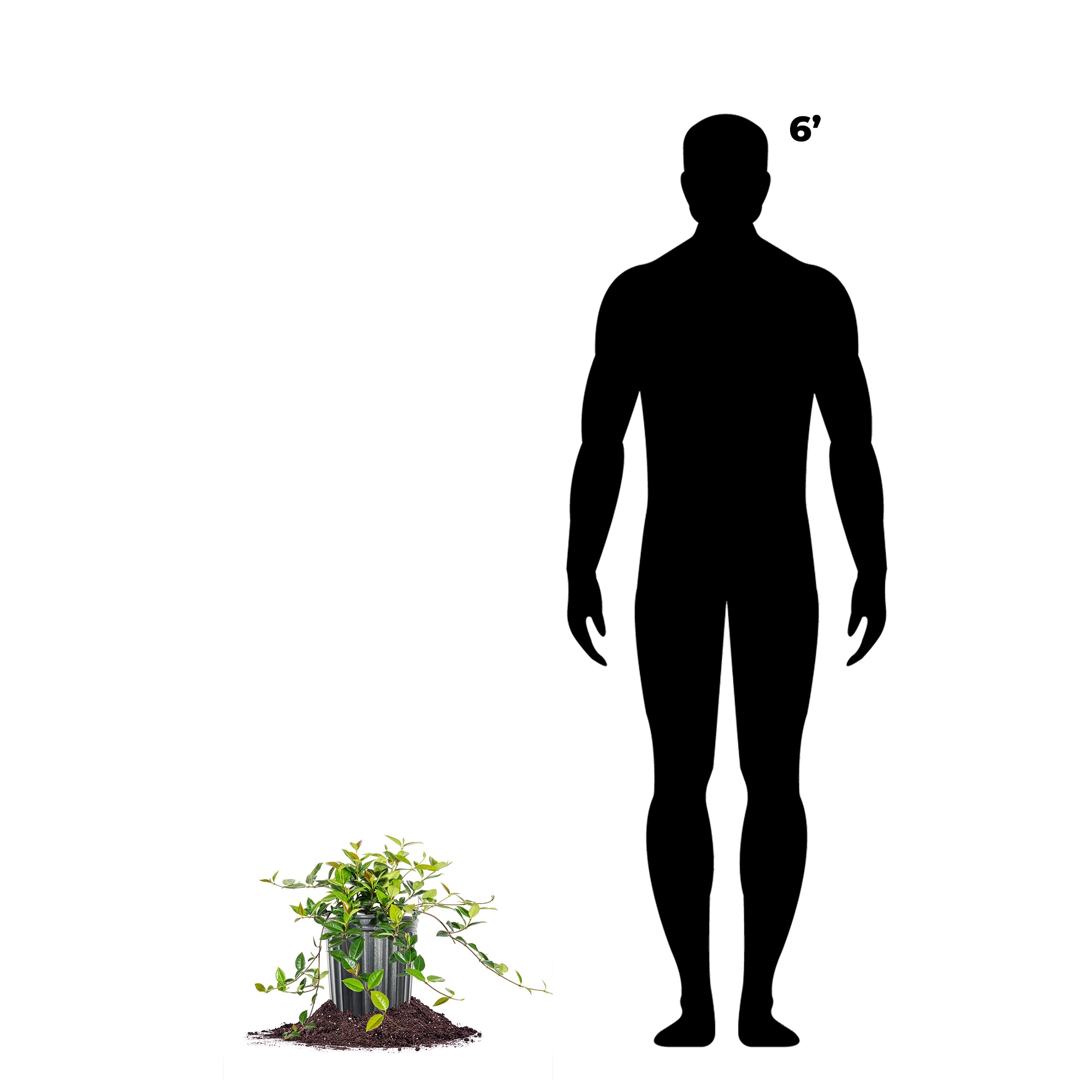 Perfect Plants LOASIATICJASMINE1G shrubs - View #3