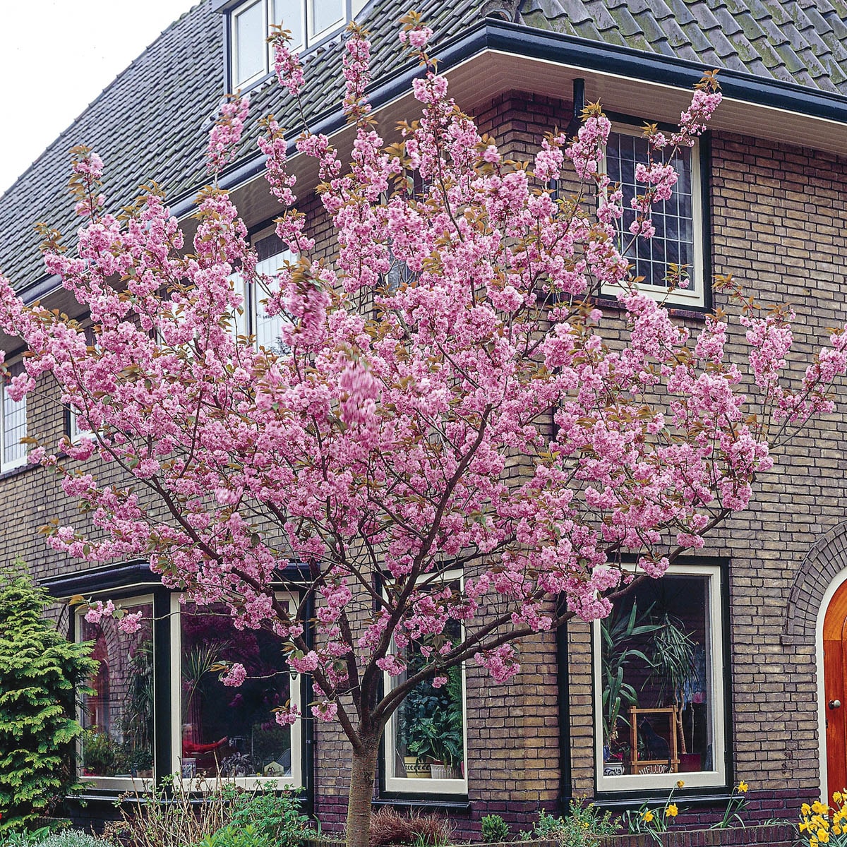 Spring Hill Nurseries 96413 1 Count Pink Flowering Tree Kwanzan Cherry Bareroot