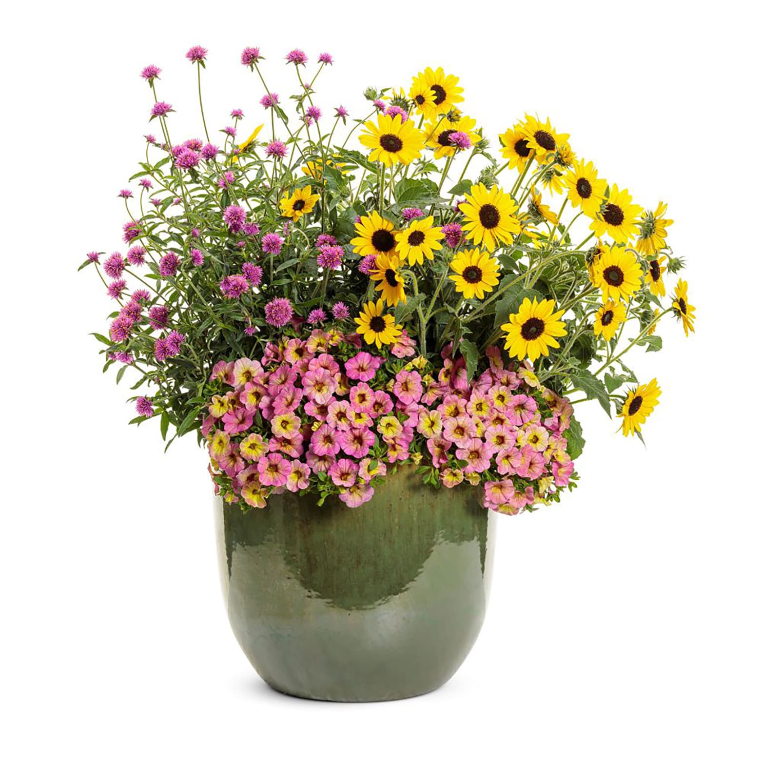 Proven Winners BELPRW7207504 annuals - View #5
