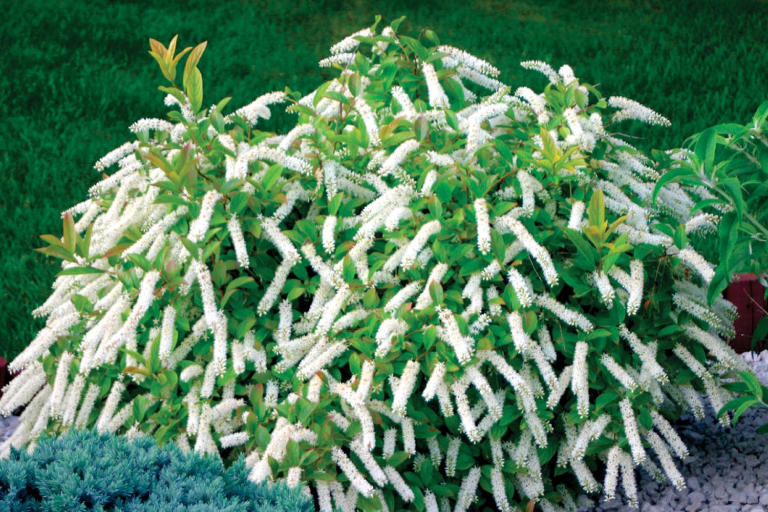 Proven Winners O47912W shrubs - View #2