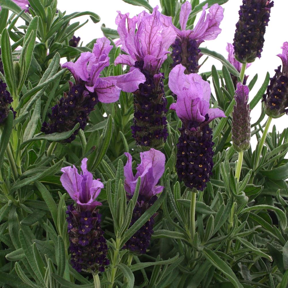 Expert Gardener Outdoor Live Plant Lavender Purple 1.5G, Full Sun