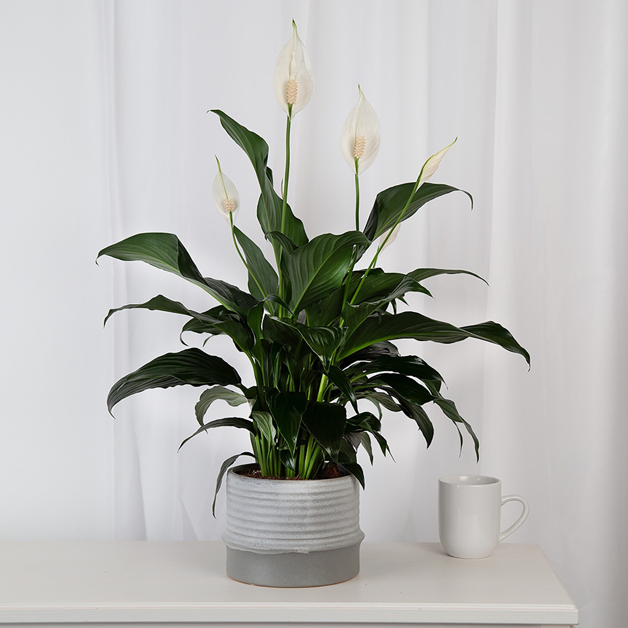 Costa Farms White Spathiphyllum Peace Lily House Plant in 6-in Pot at ...