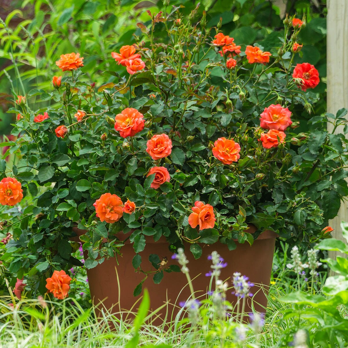 Spring Hill Nurseries 93598 roses - View #3