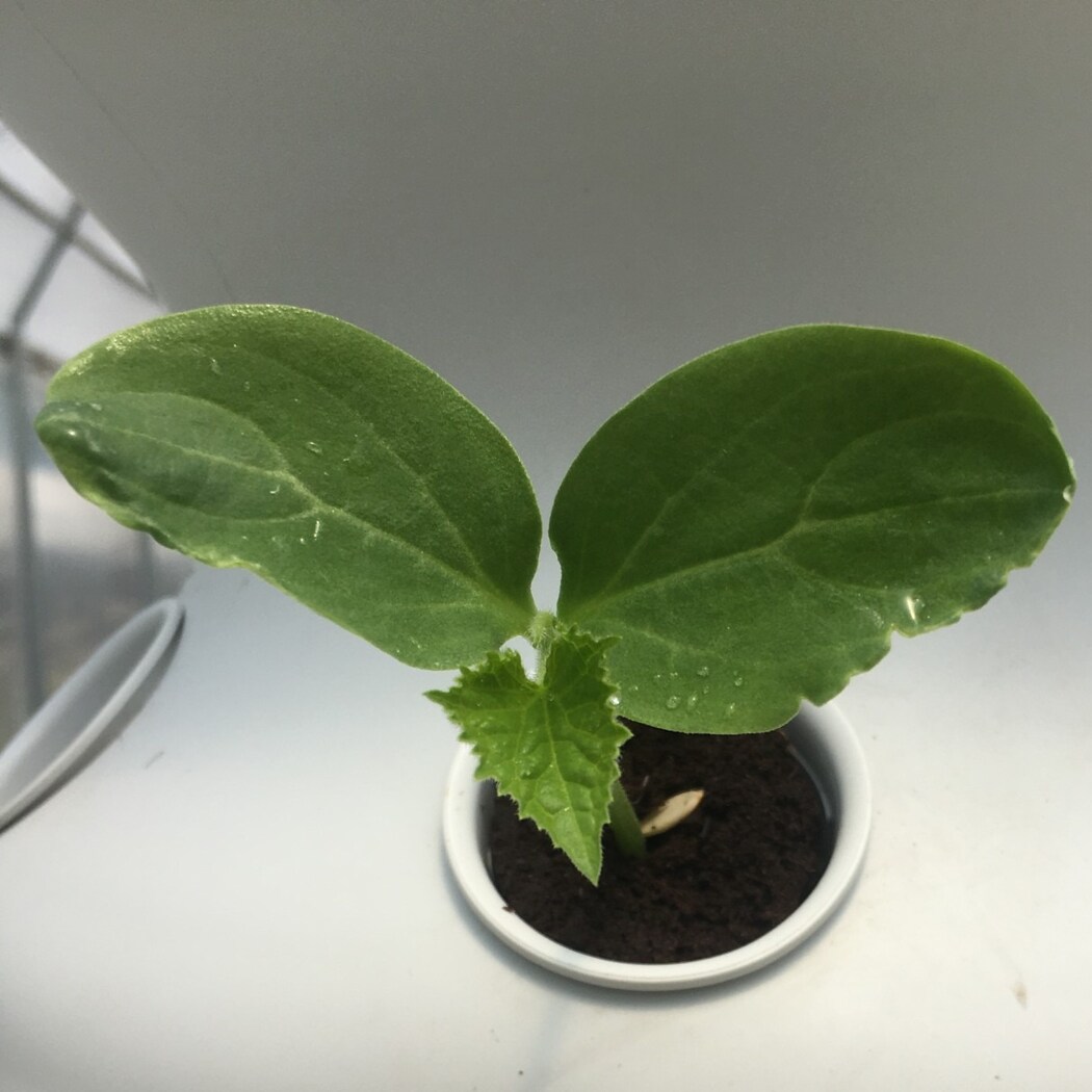 Lettuce Grow SO-SV-6-7174353 Vegetable-Plants - View #10