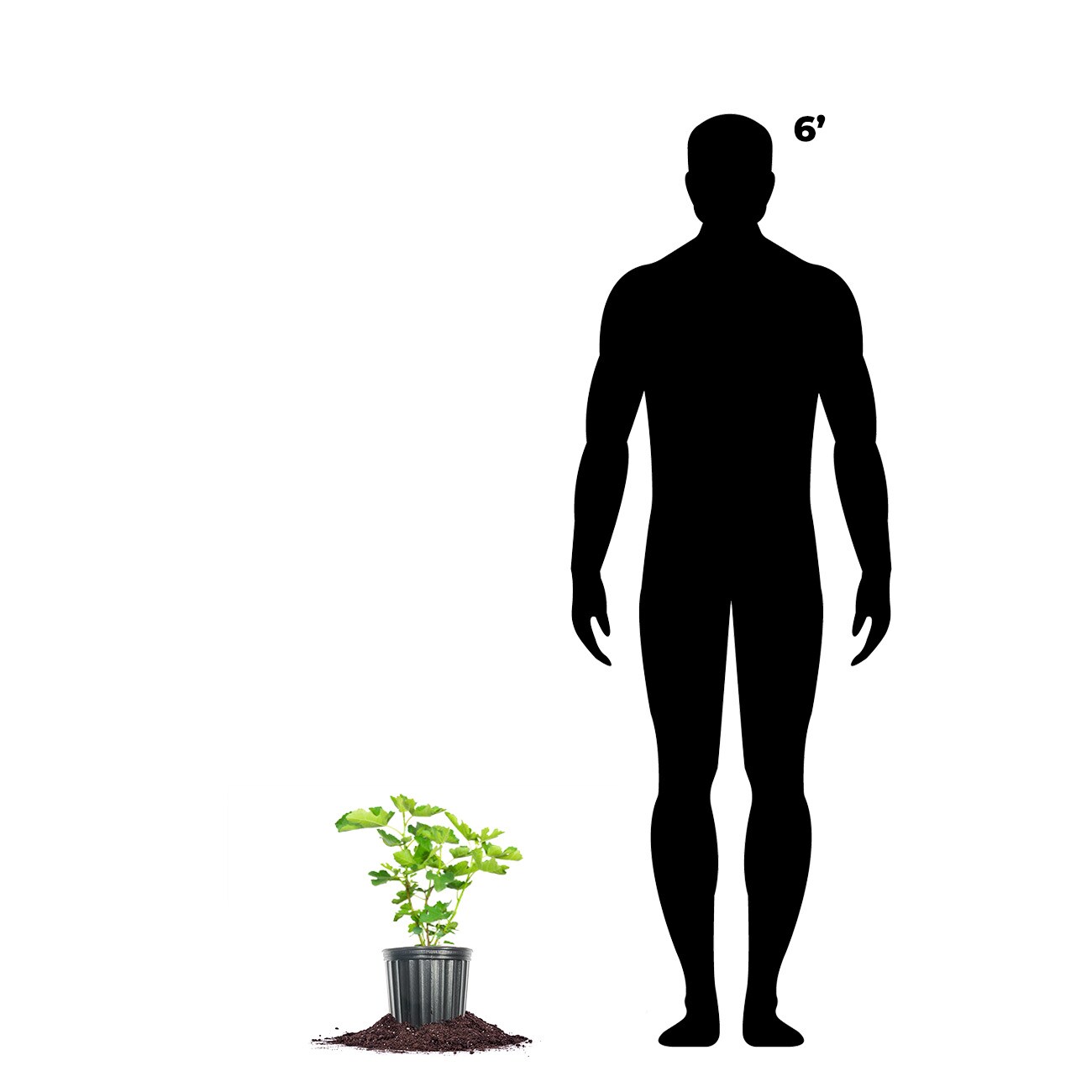 Perfect Plants LOLSUPURPLEFIG1G trees - View #4