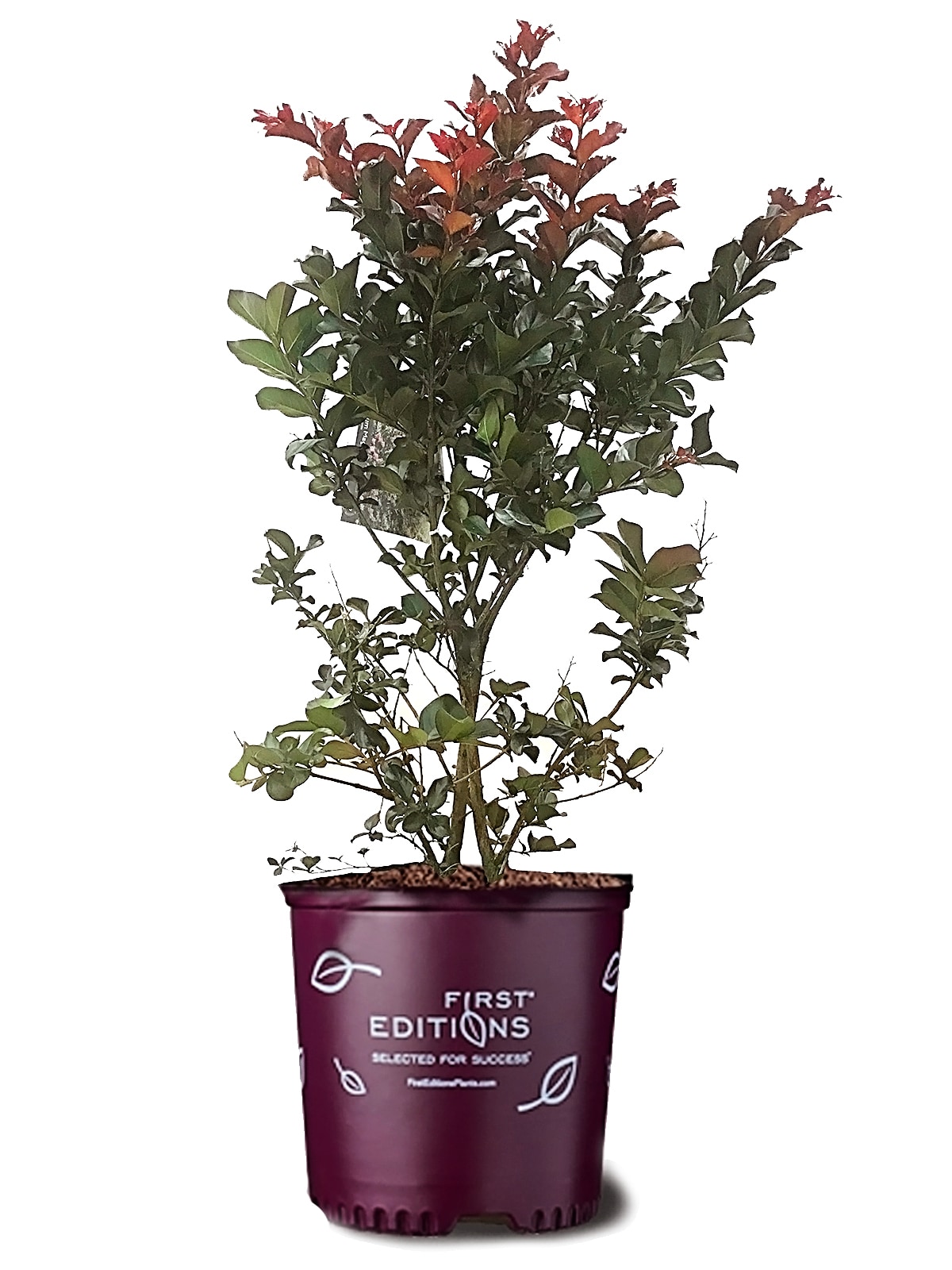 Buy Crape Myrtle Plum Magic Plants & Trees Online