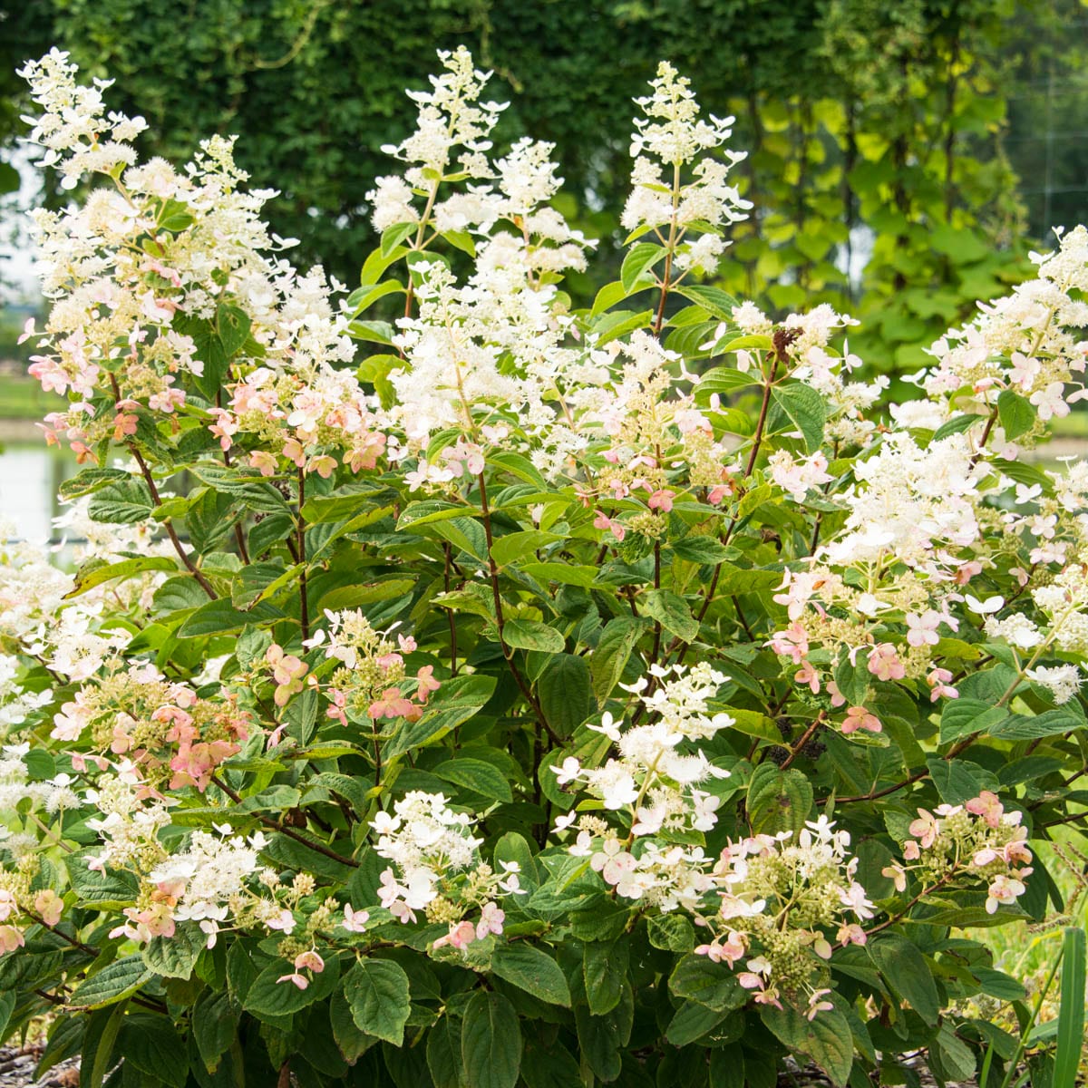 Spring Hill Nurseries 82625 shrubs - View #3