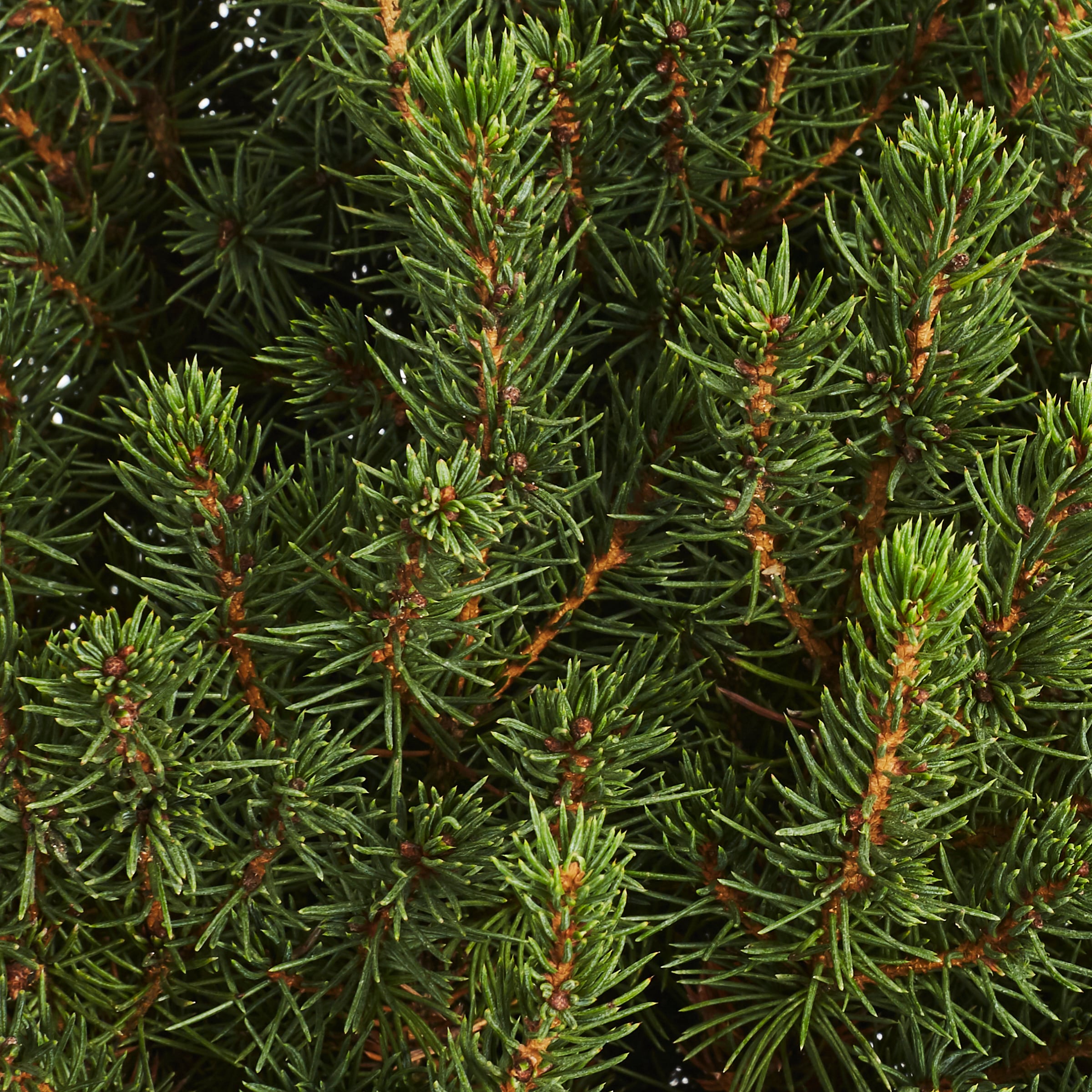 Holiday Living NURSERY shrubs - View #2